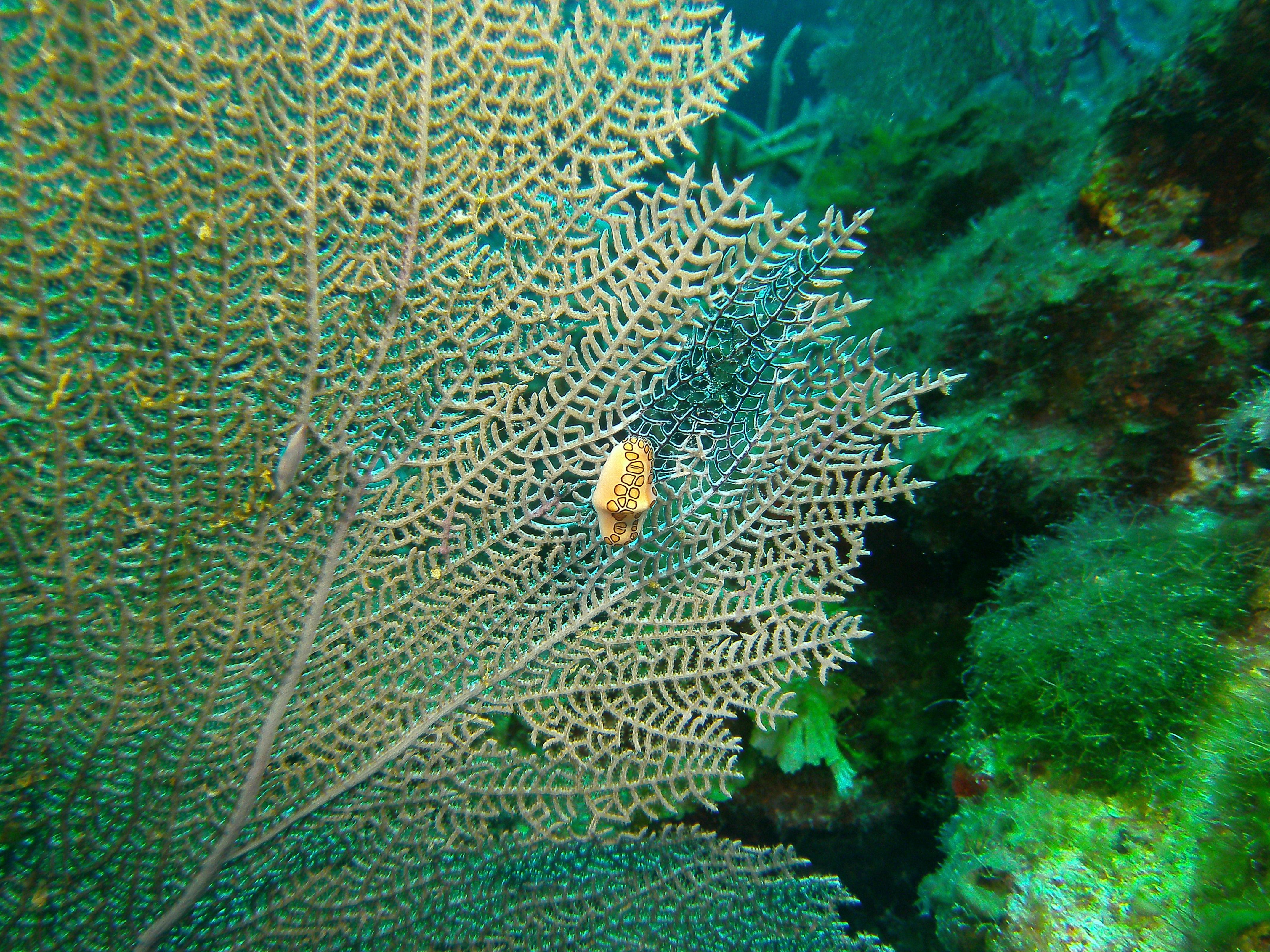 Grand Cayman