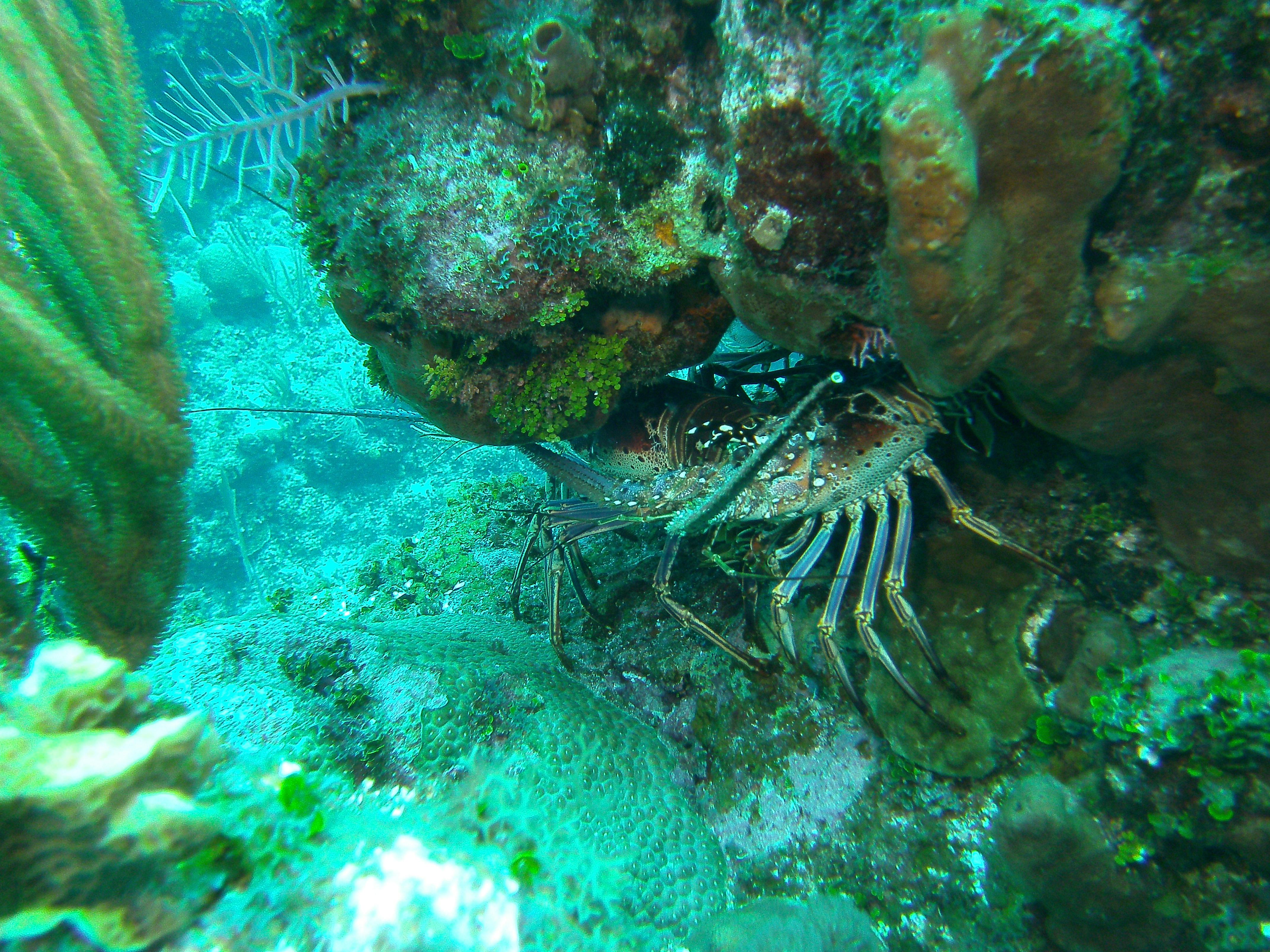 Grand Cayman