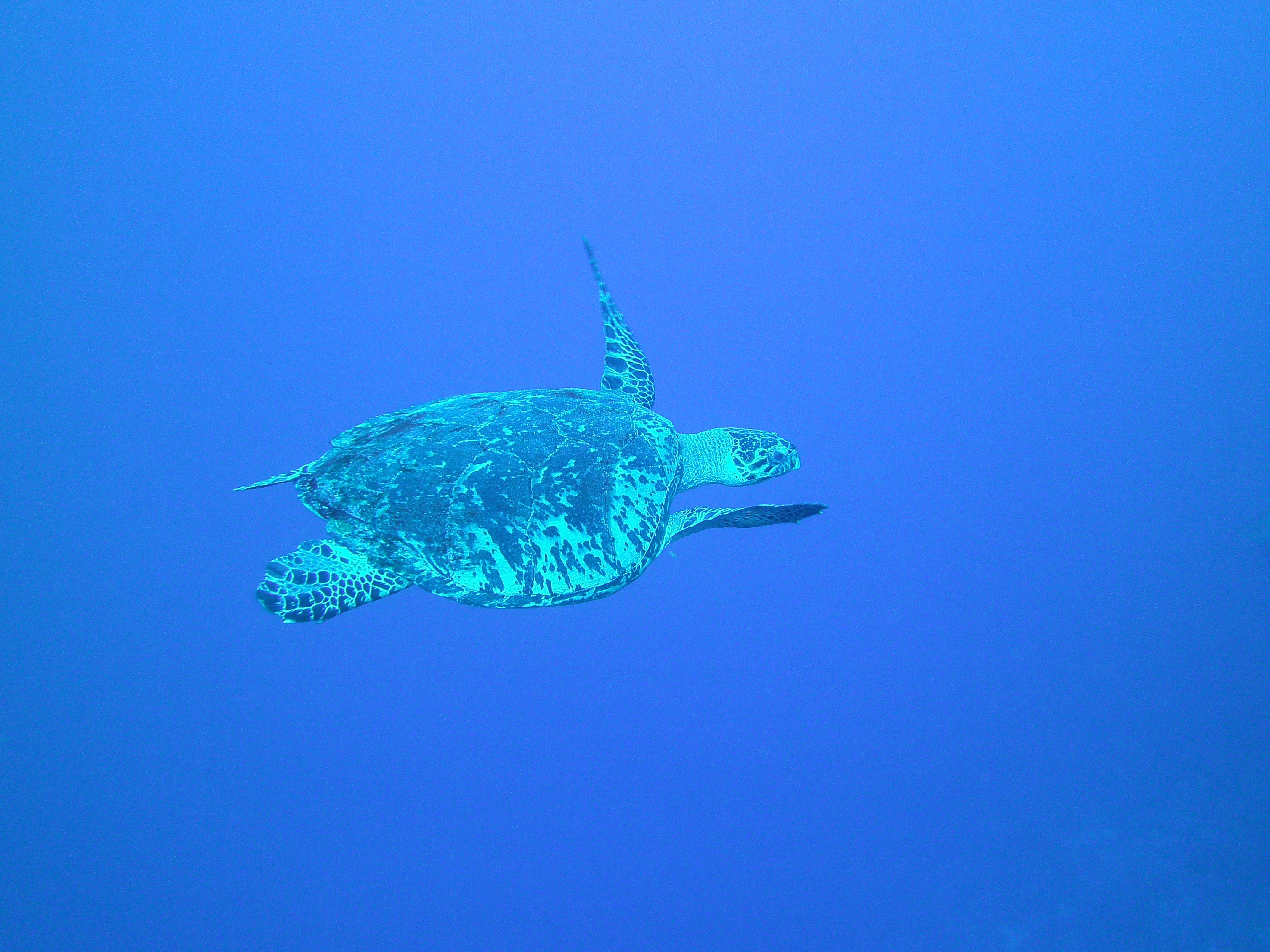 Grand Cayman
