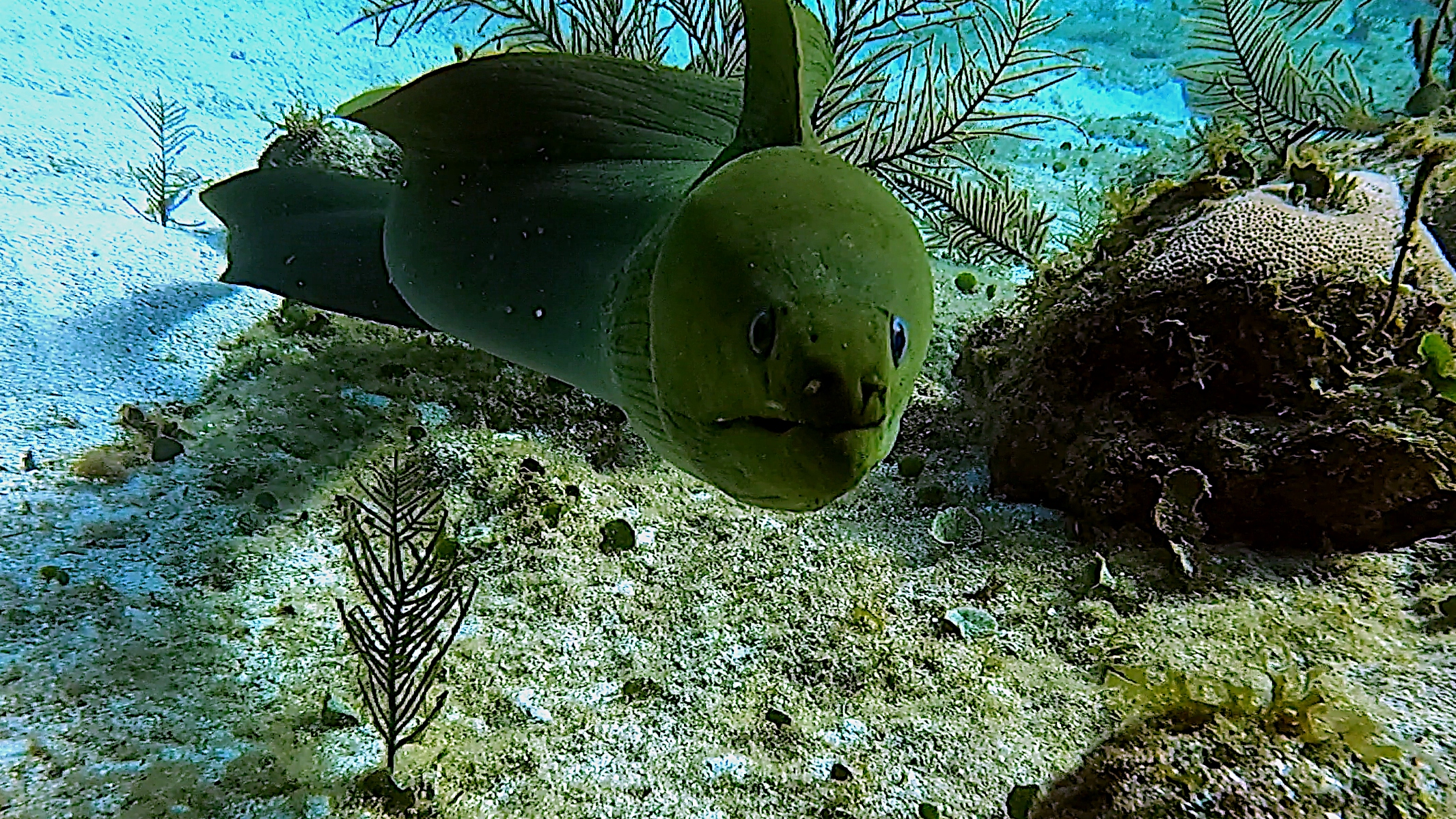 Green moray eel
