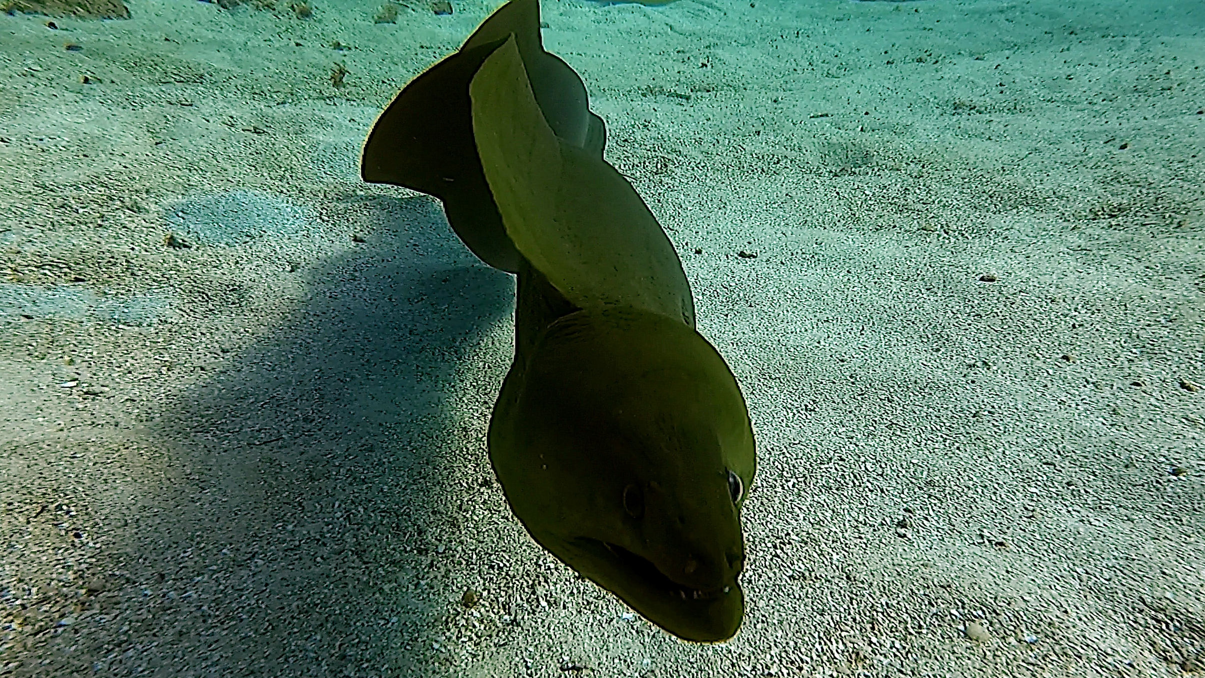 Green moray eel