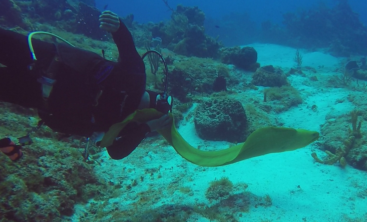 Green Moray