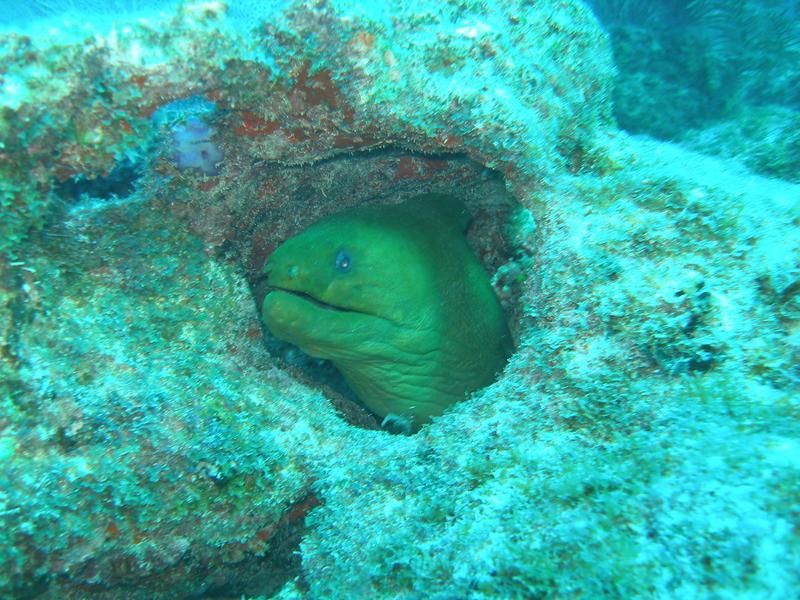 Green moray