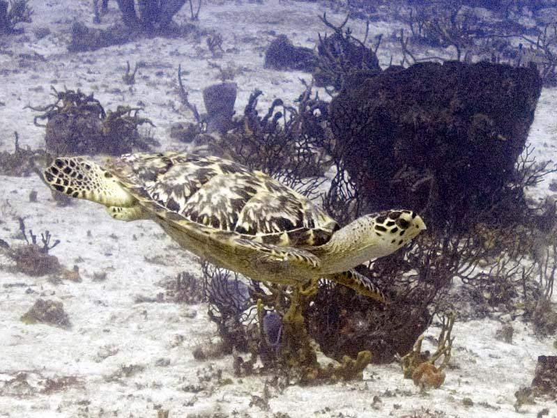 Group of fish