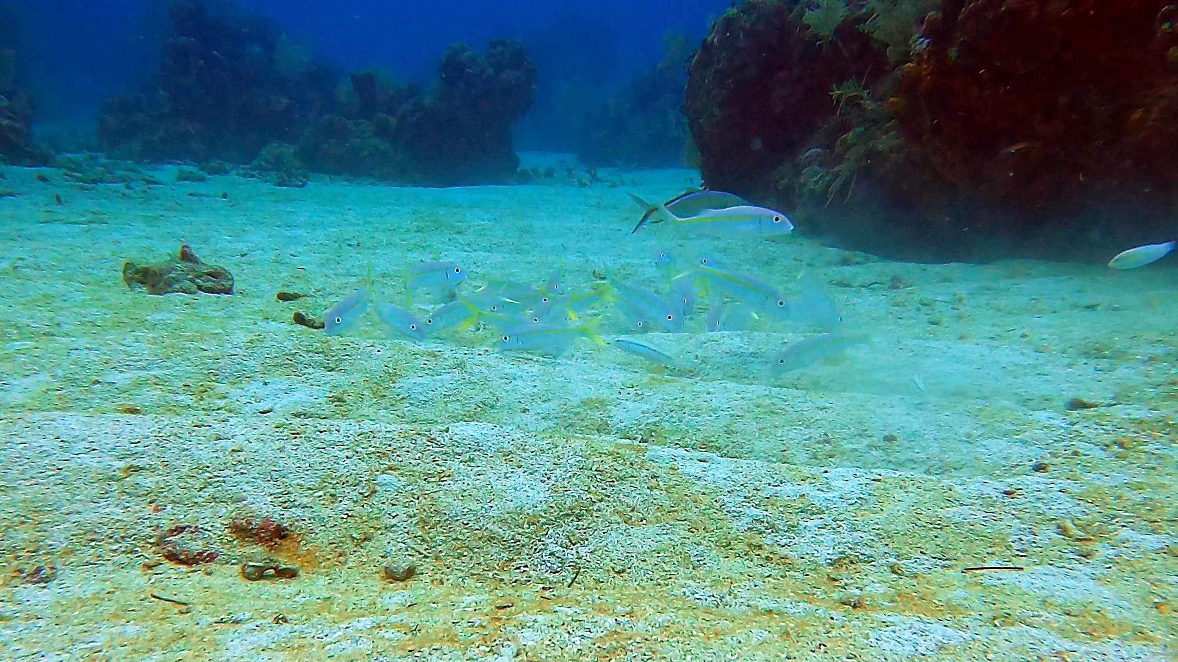 Group of yellowtail goatfish foraging