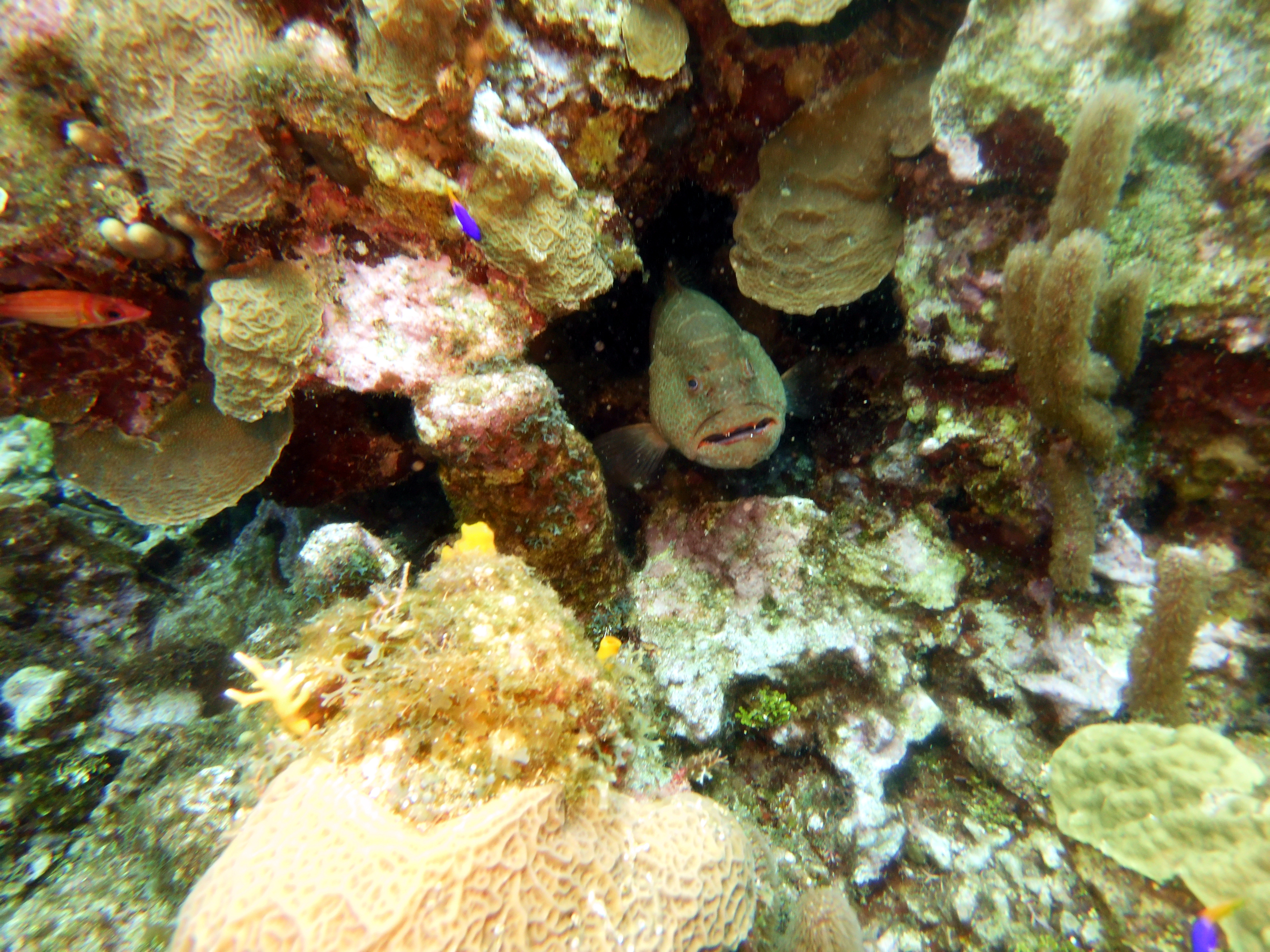 Grouper at the Aquarium