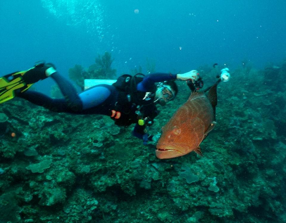 Grouper Sex?