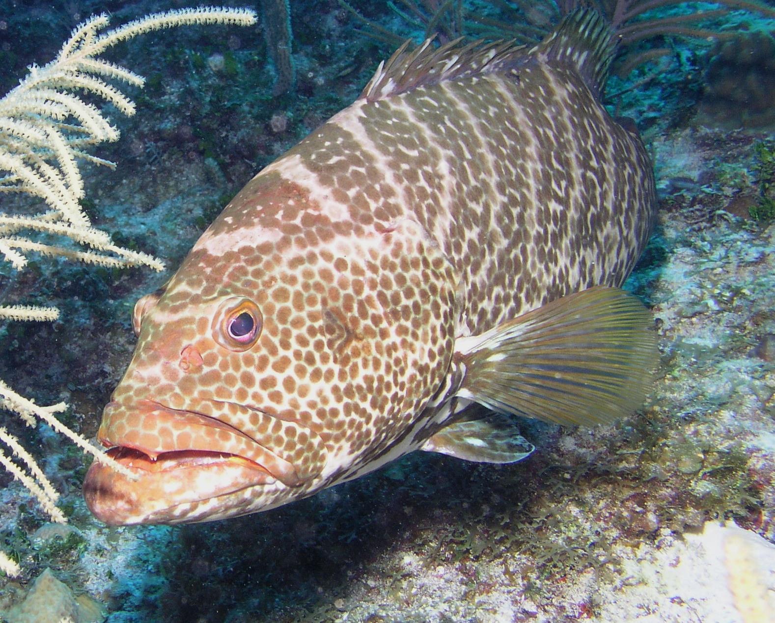 grumpy grouper