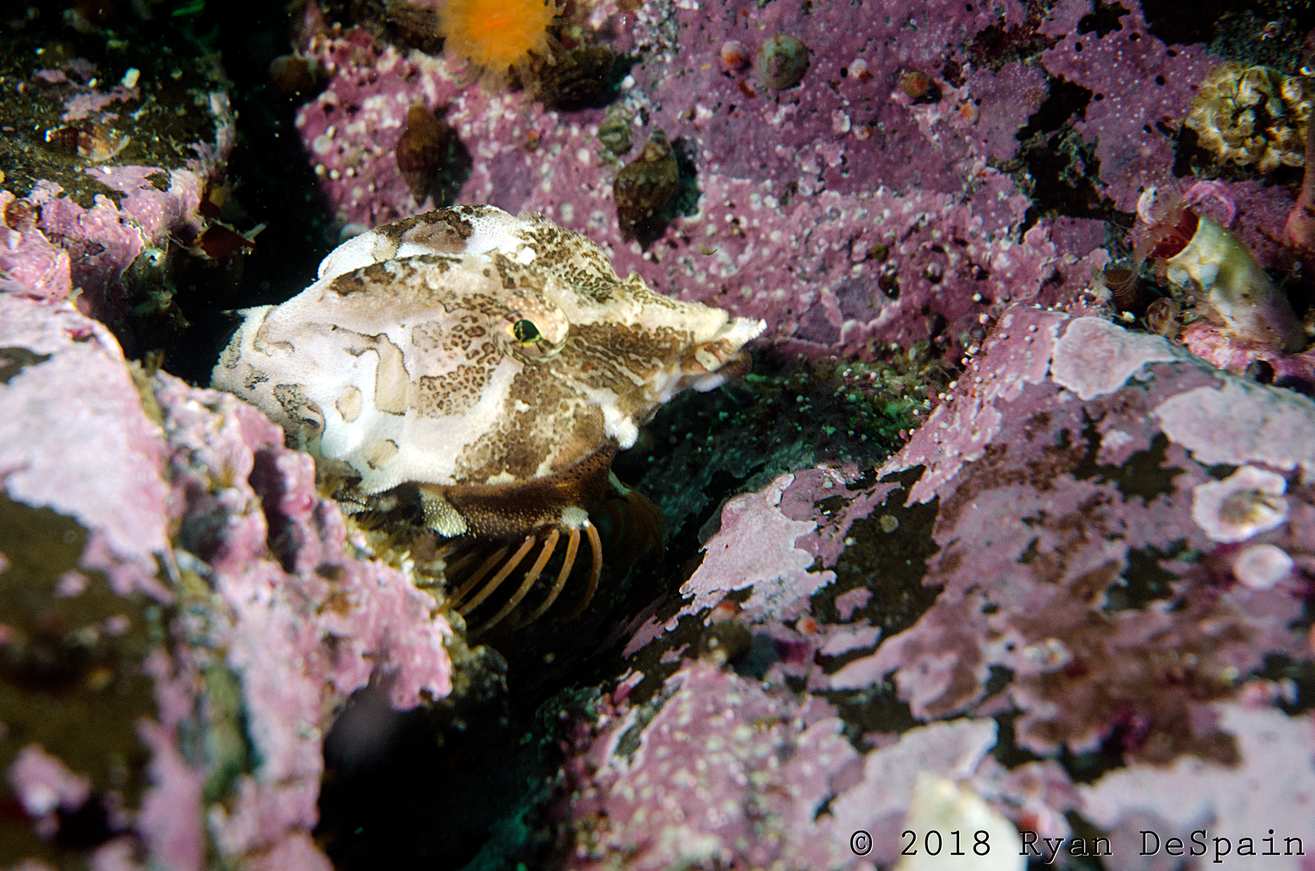 Grunt Sculpin