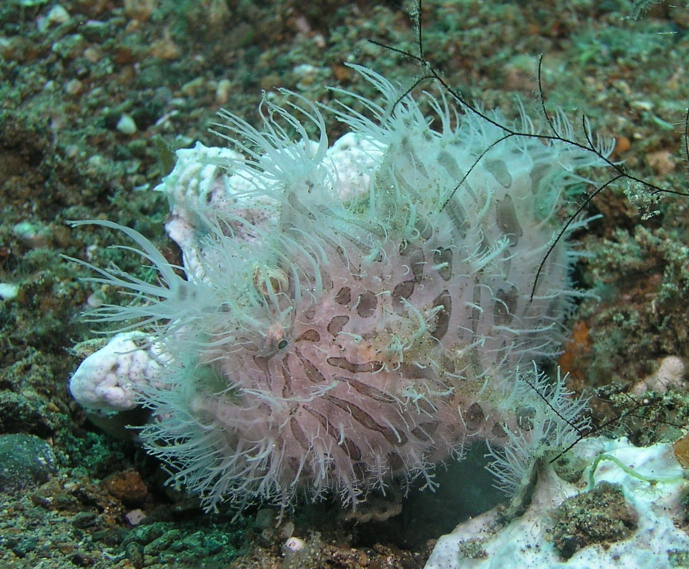 hairy frogfish