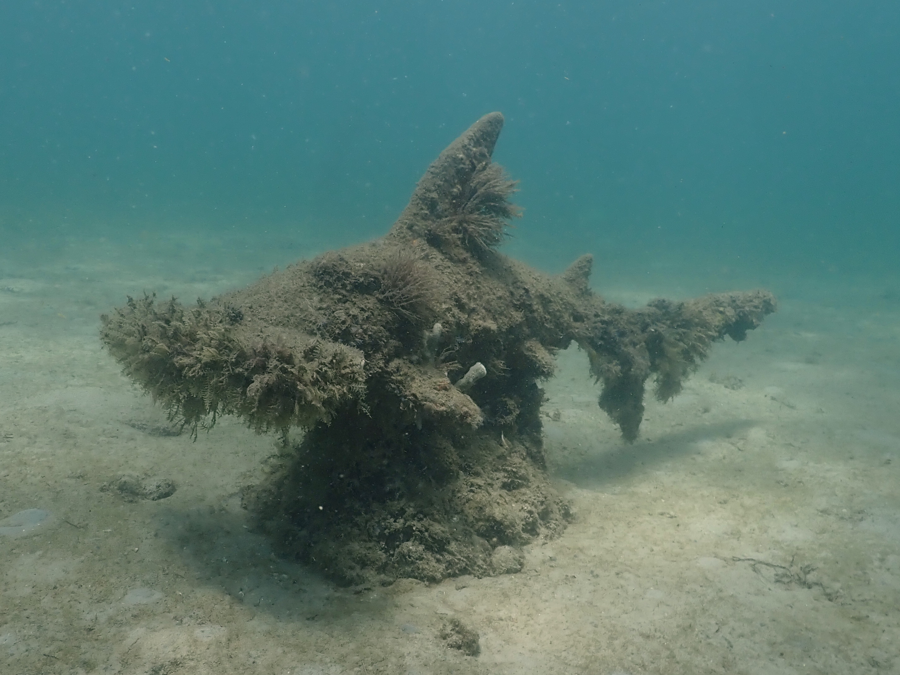 Hammerhead