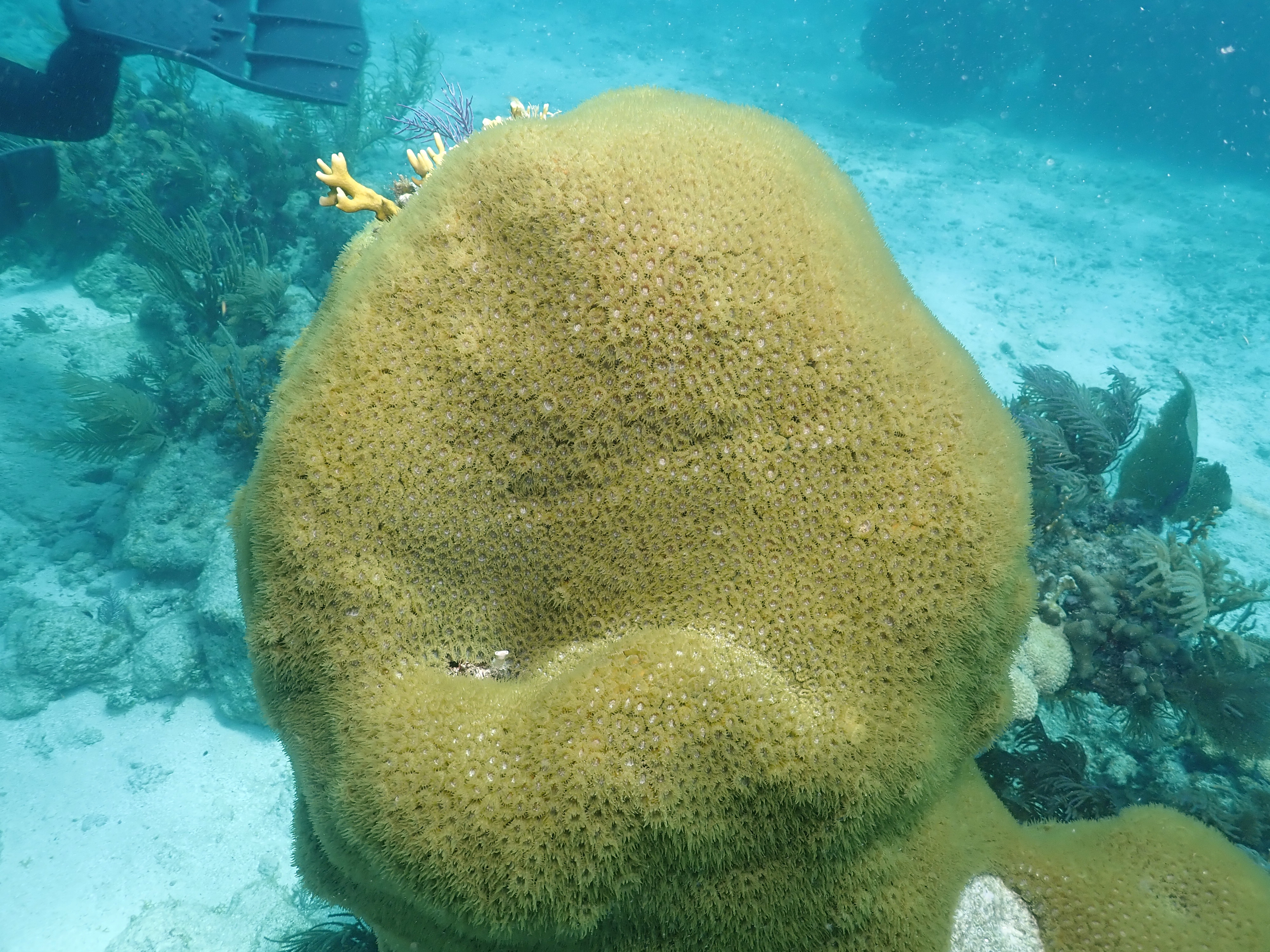 Happy coral