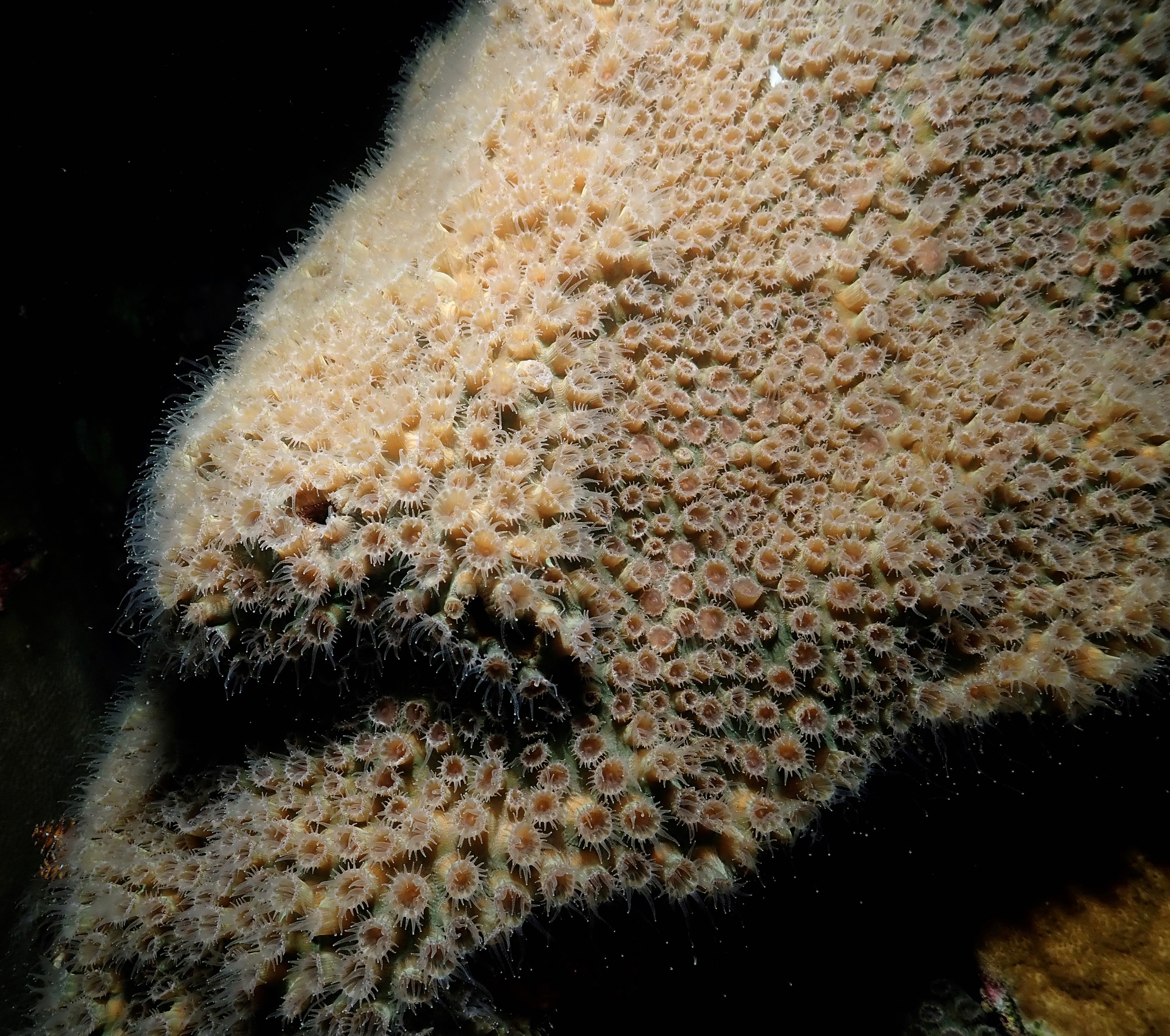 Happy coral