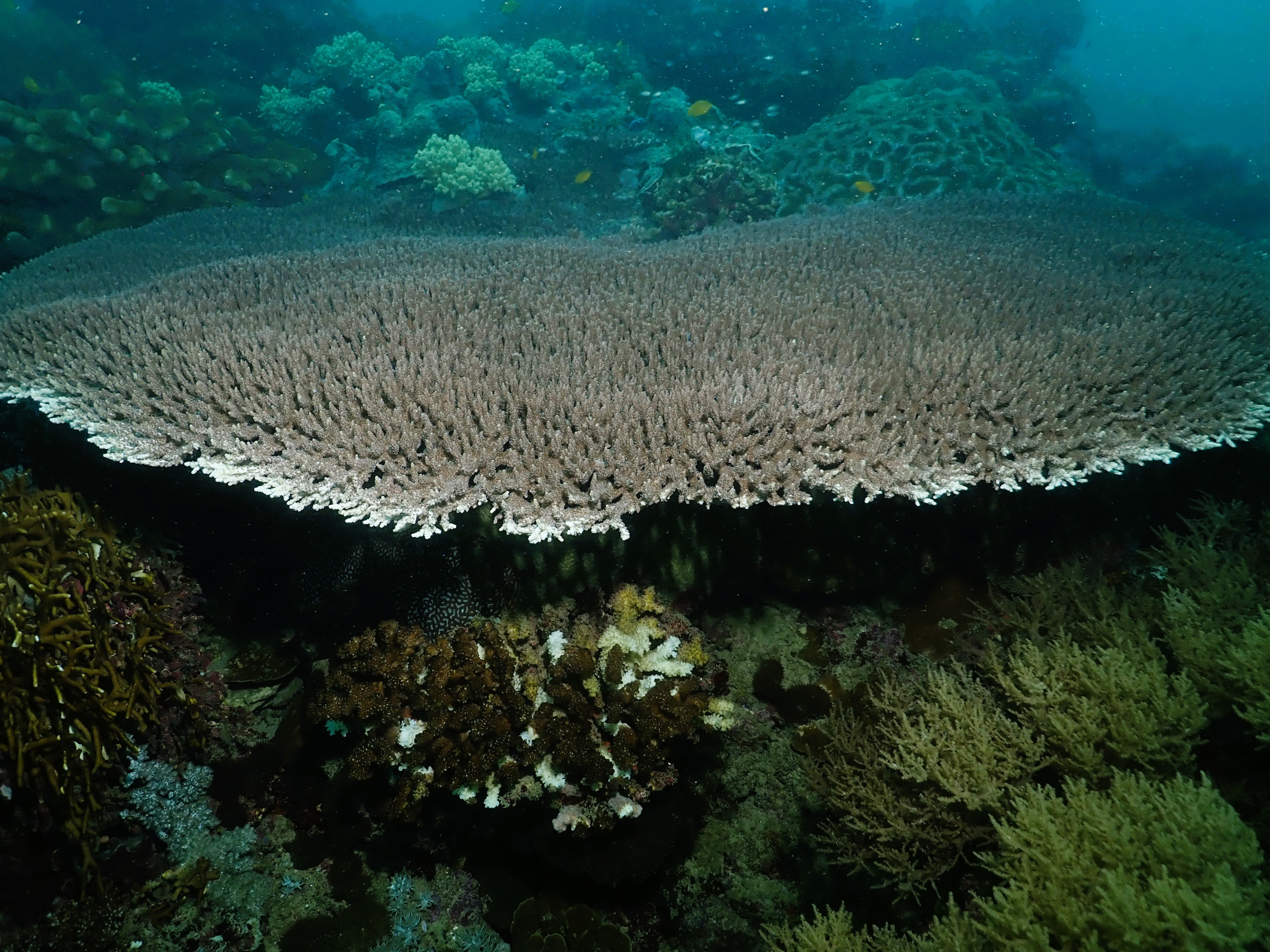 Healthy coral everywhere