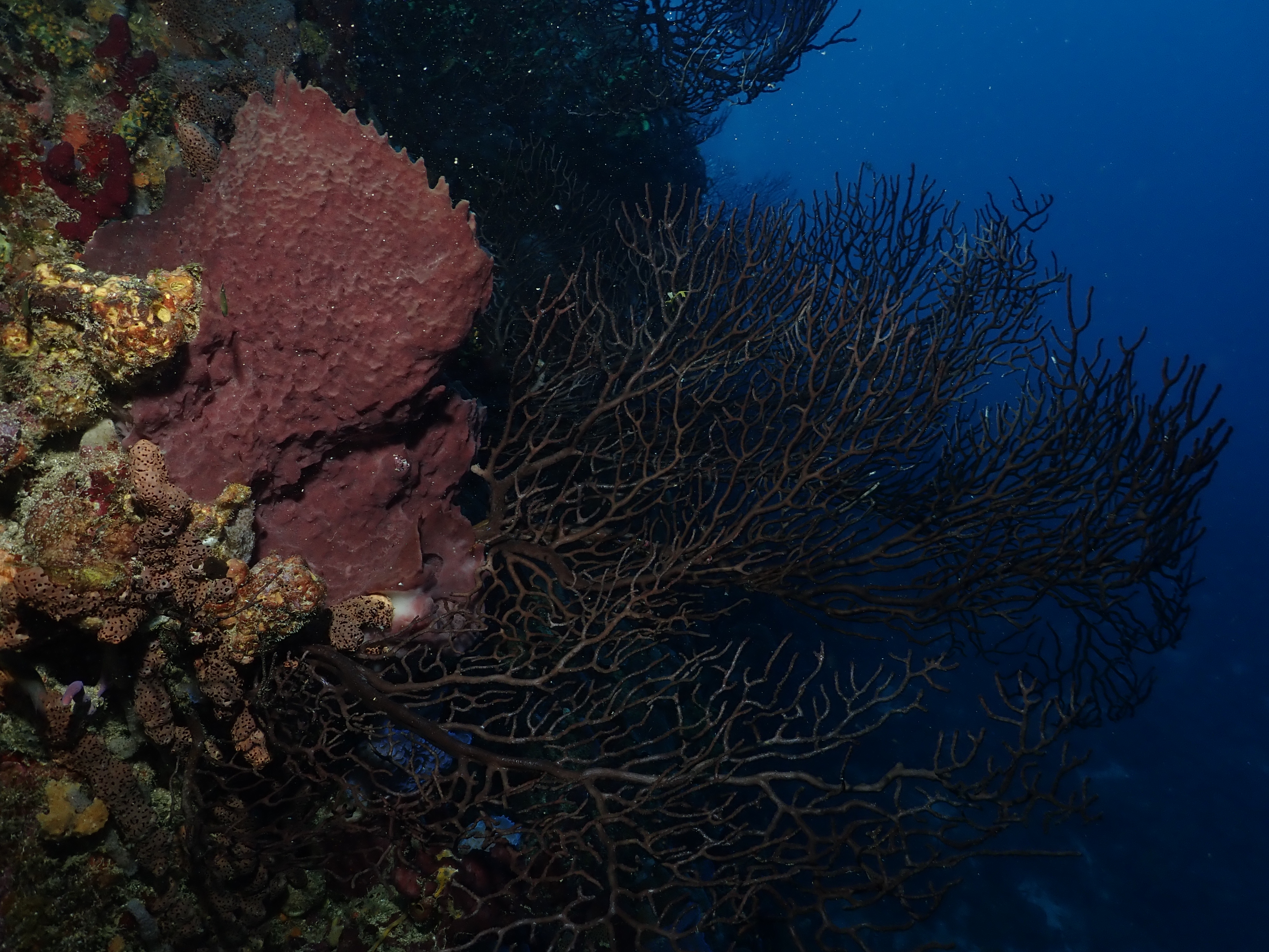 Healthy soft corals & sponges