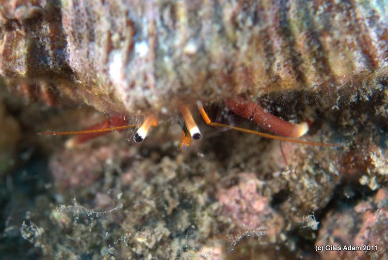 Hermit Crab