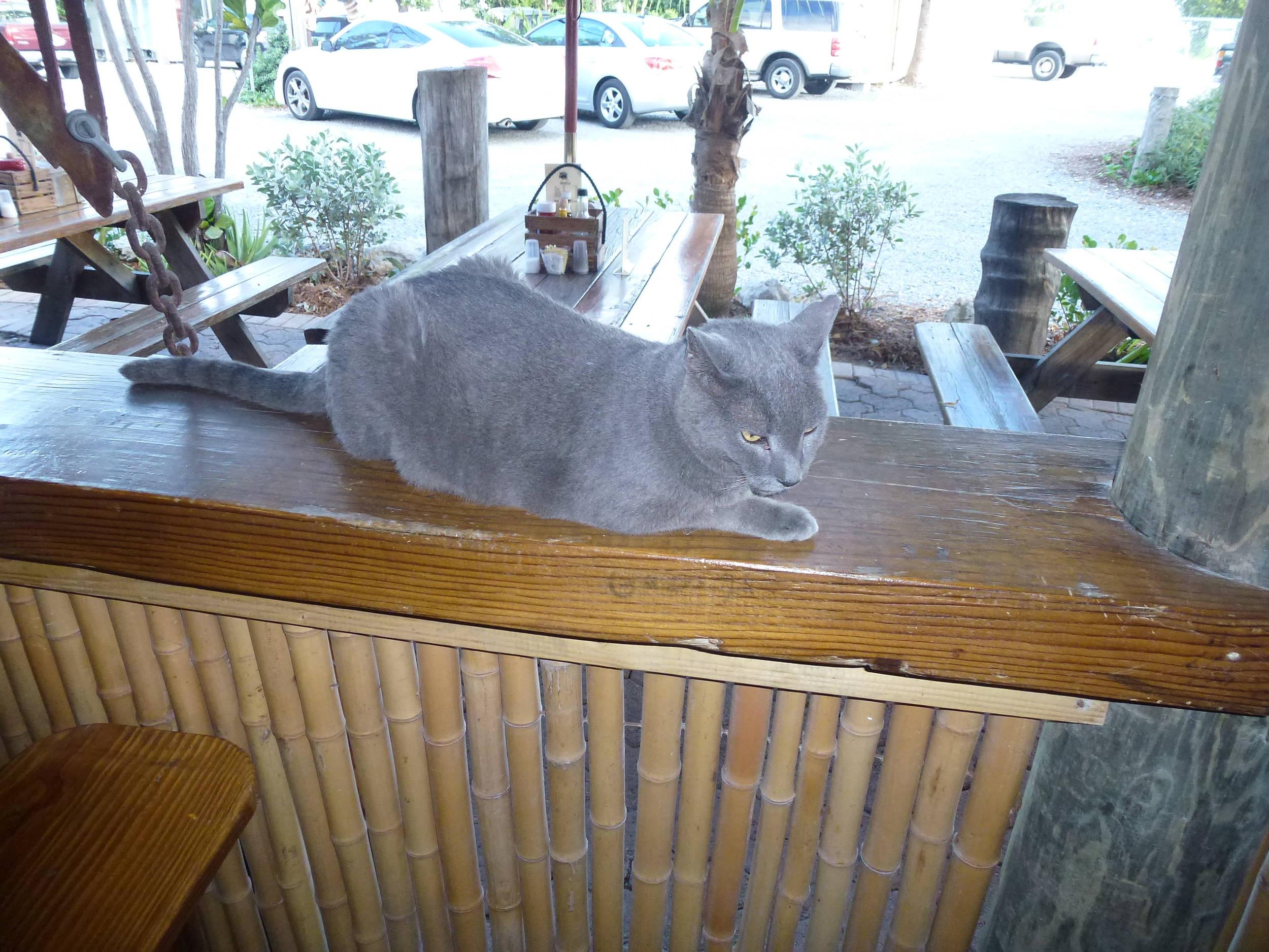Hogfish Grille kitty