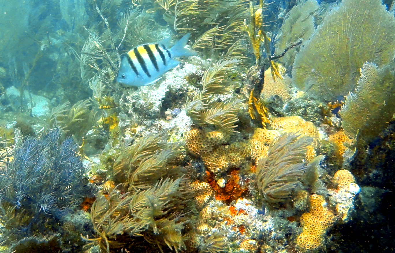 Horseshoe Reef