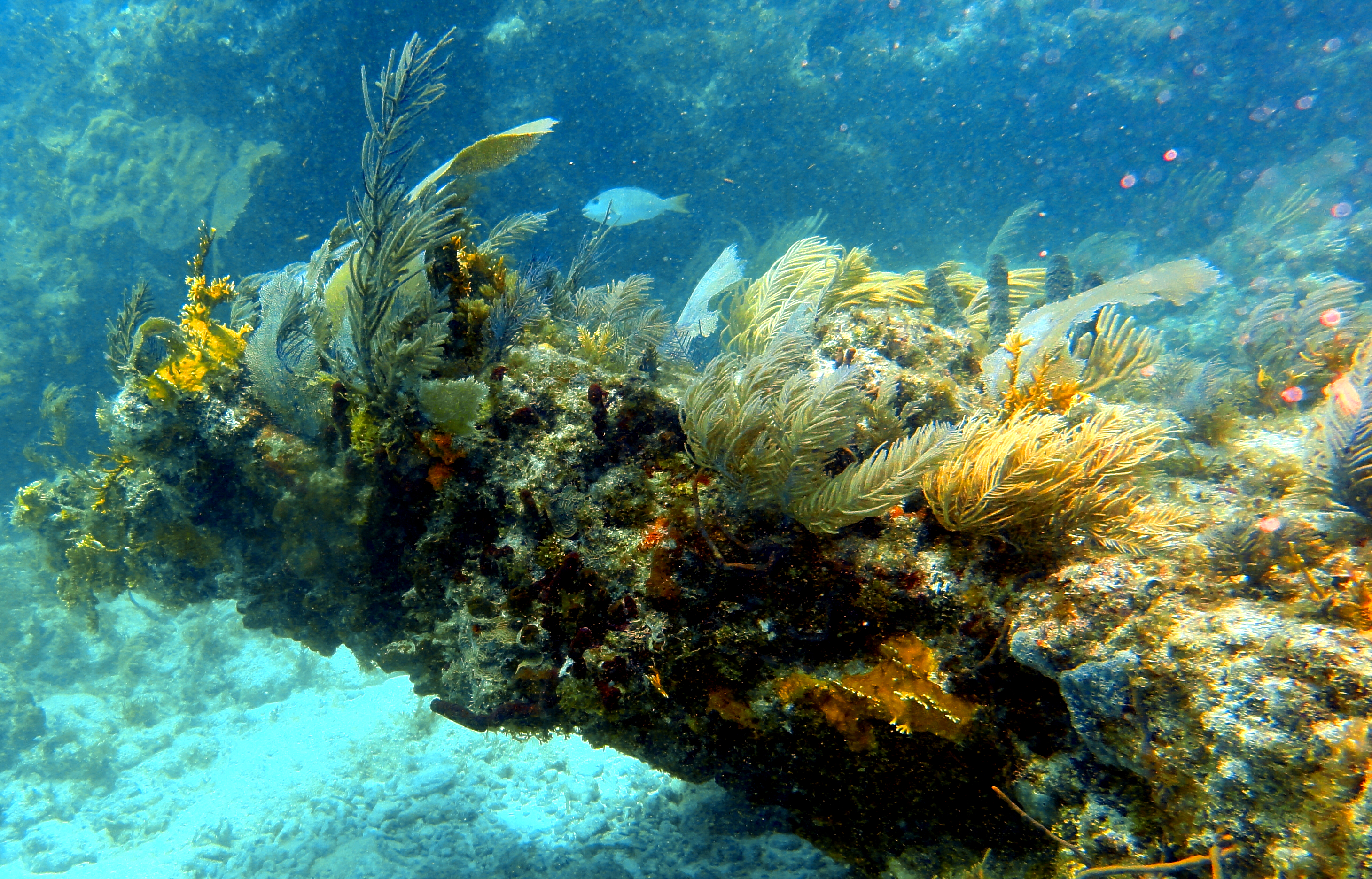 Horseshoe Reef