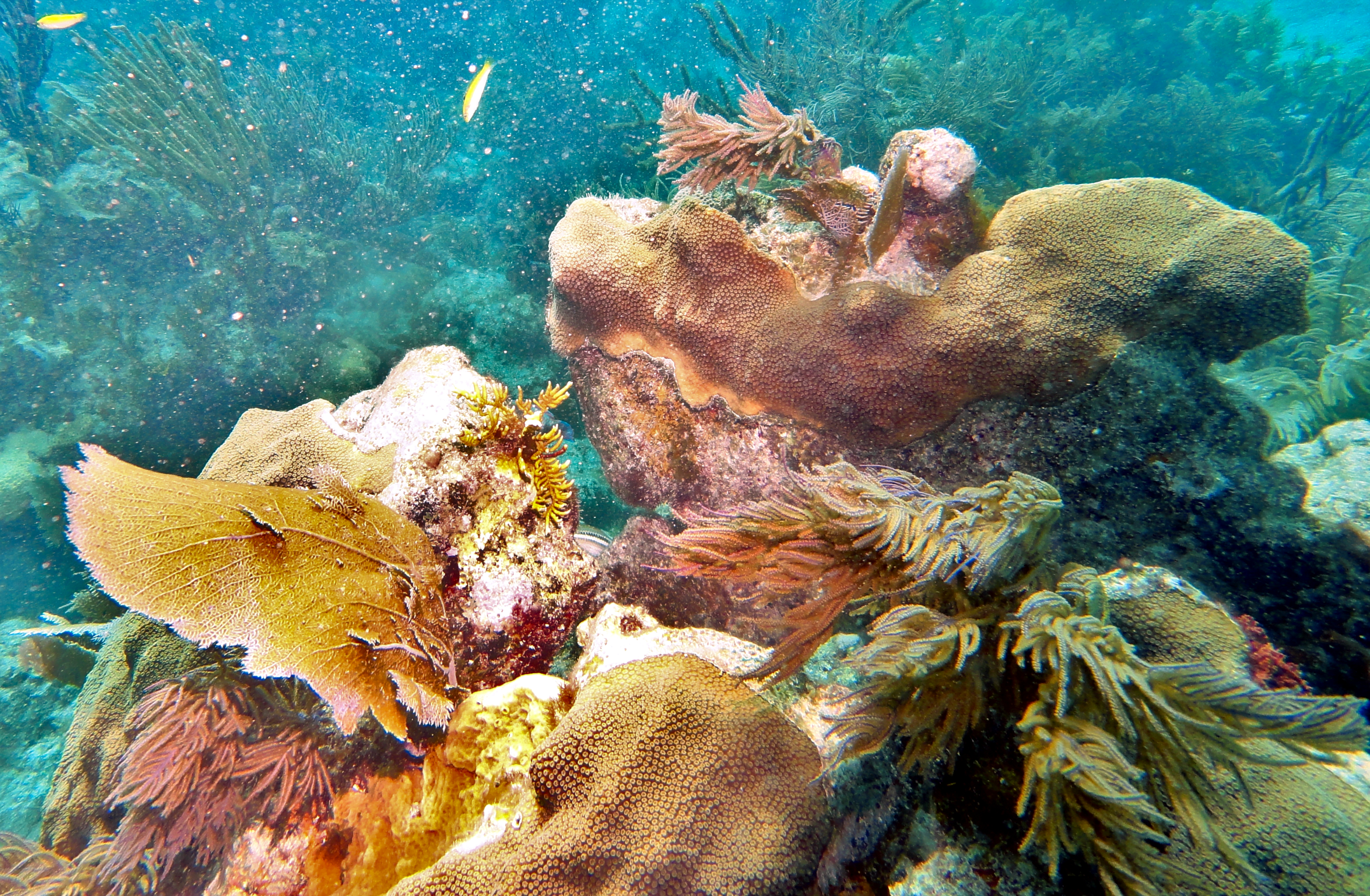 Horseshoe Reef