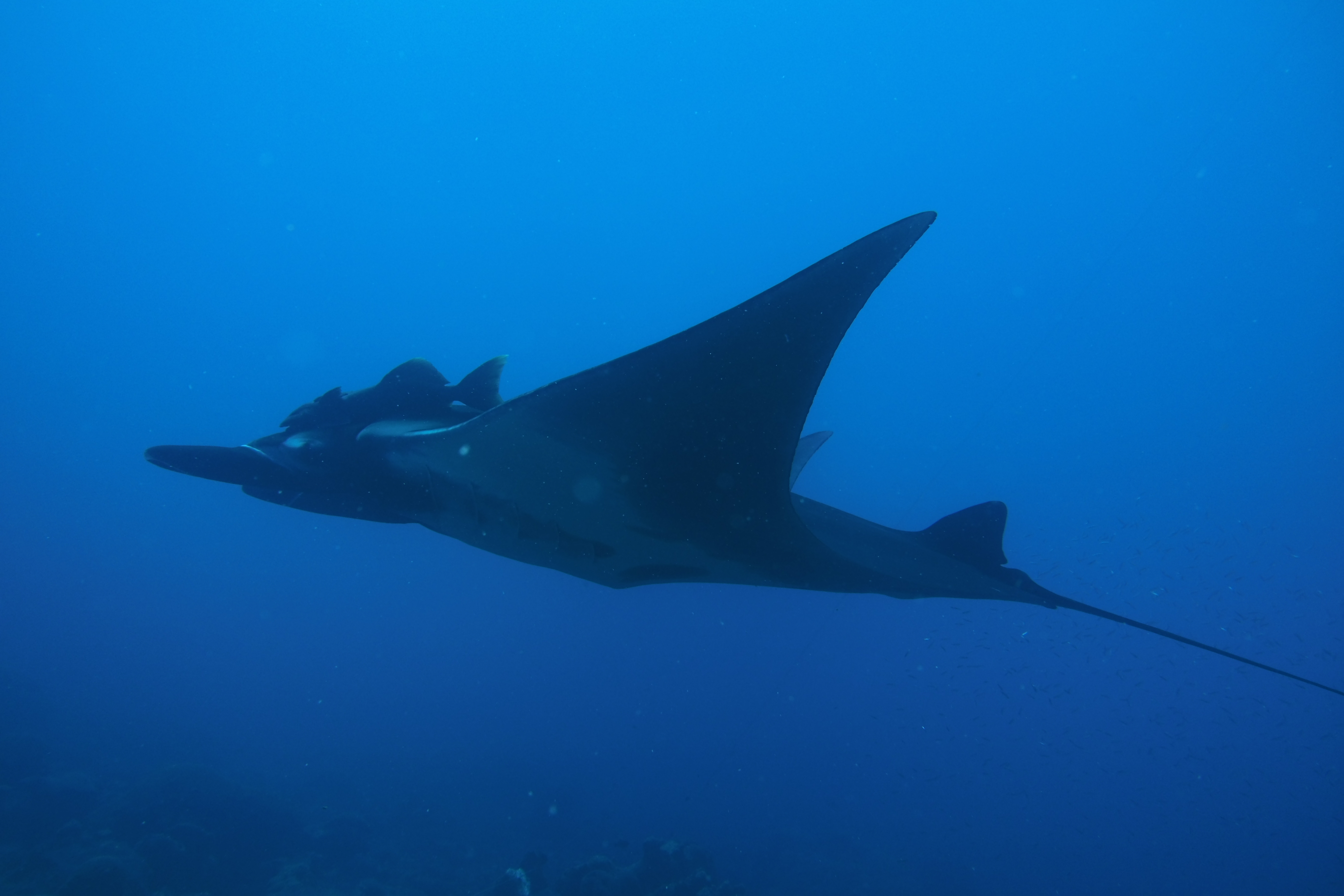 Huge manta with remora on West Bank #1.