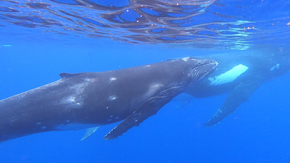 Humpback mother and calf