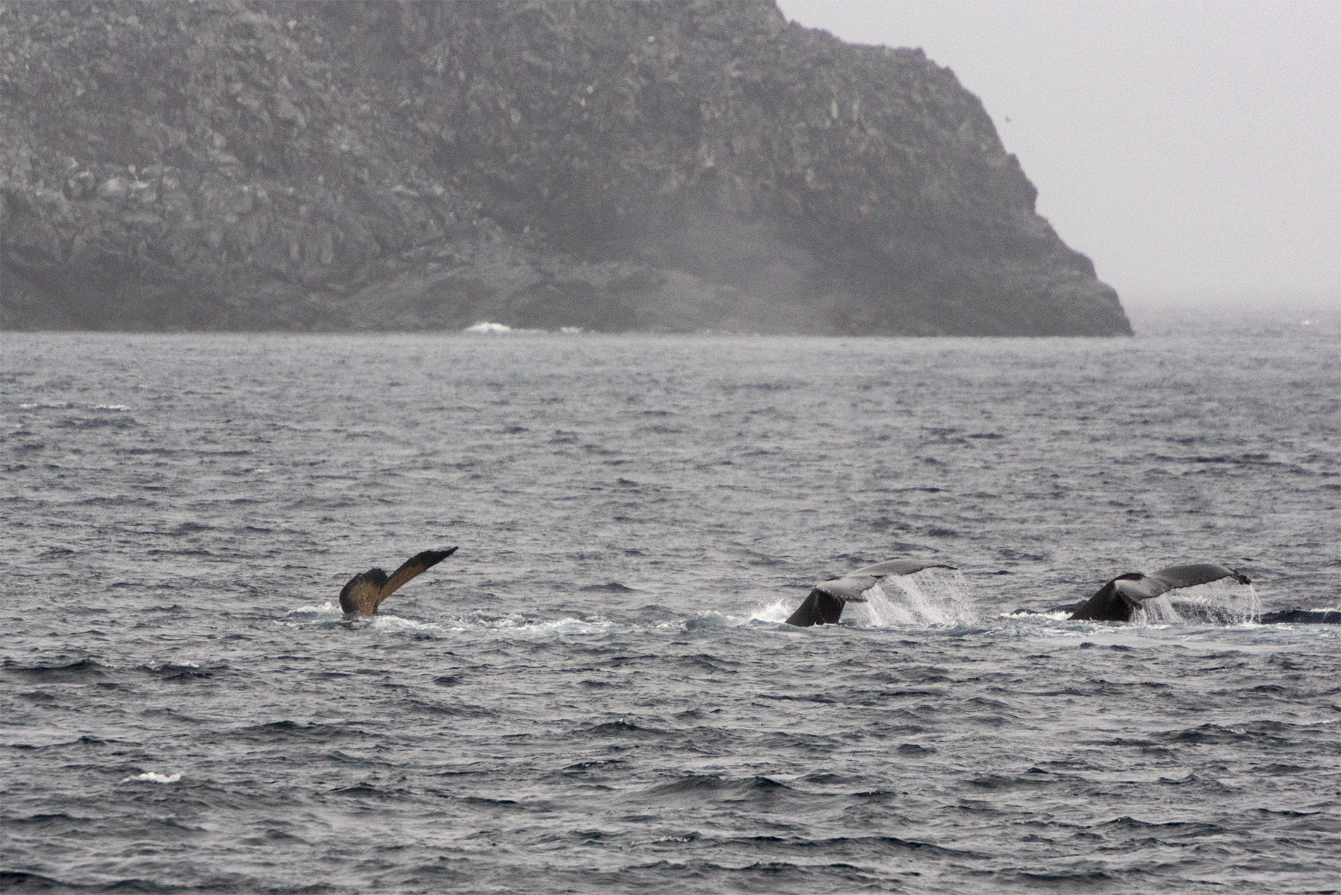 Humpback threesome