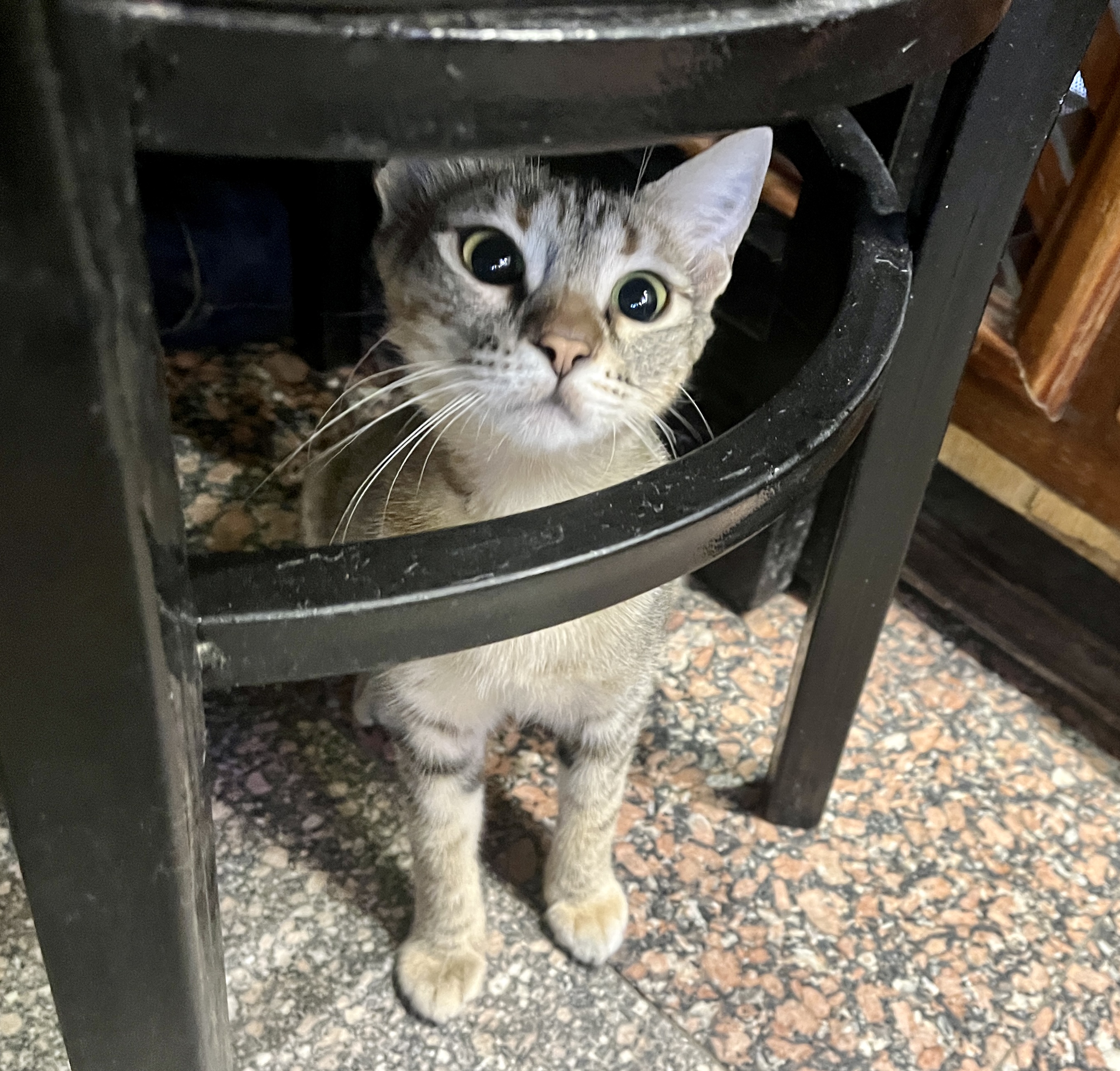 Hungry gato