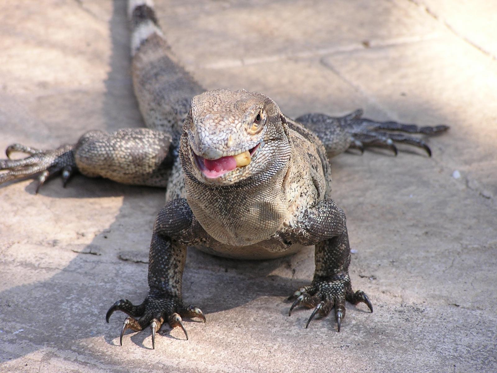 Iguana eating french fry... or is that Justin's finger?