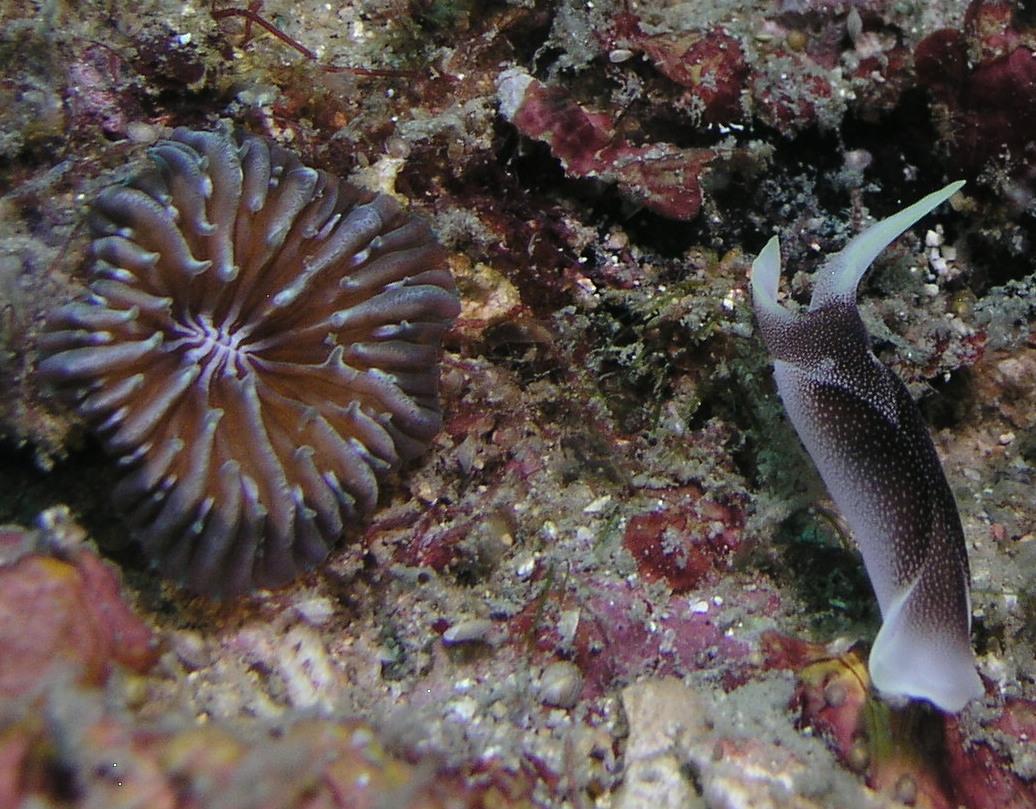 I'm guessing some sort of flatworm?