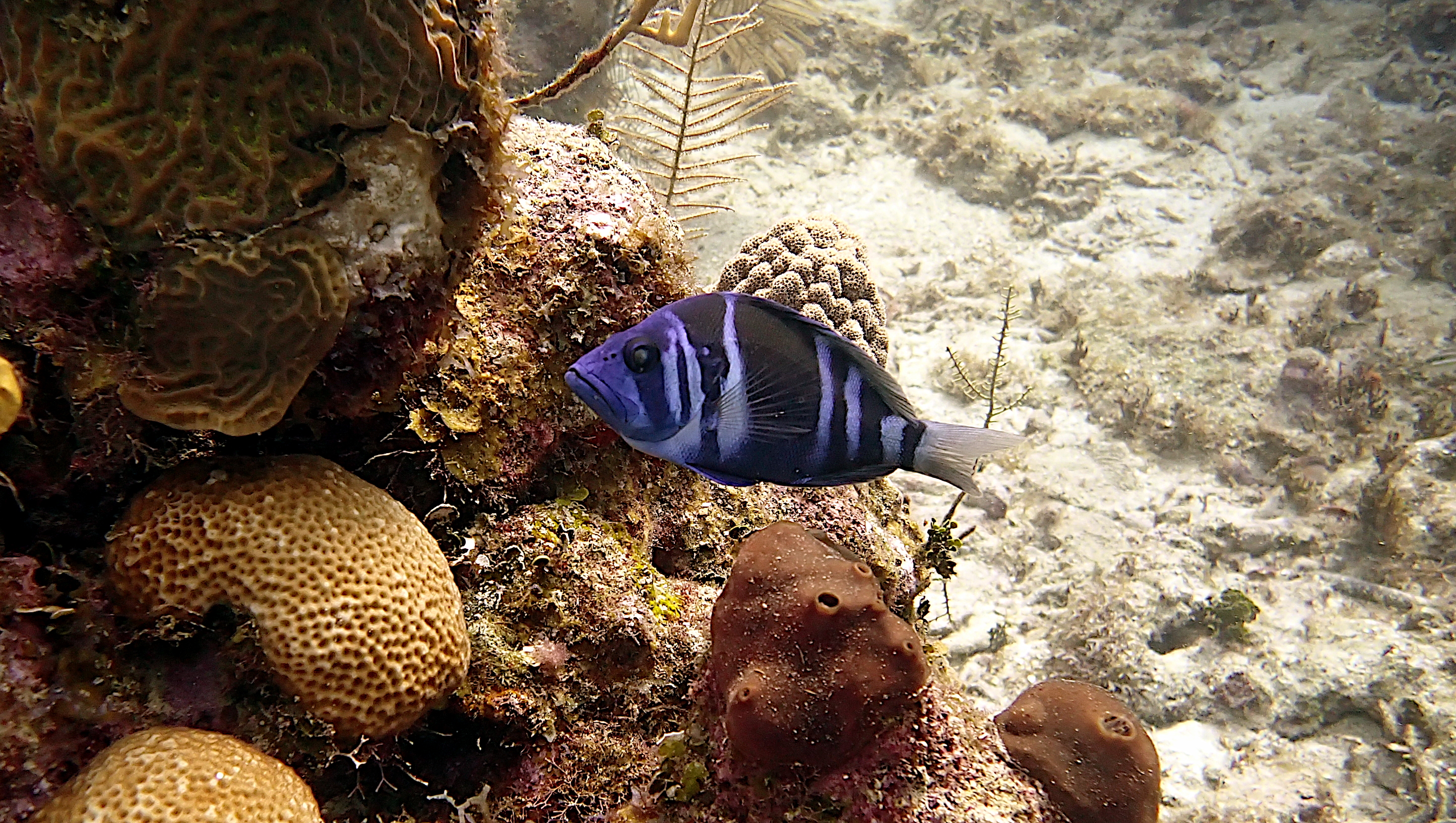 Indigo hamlet