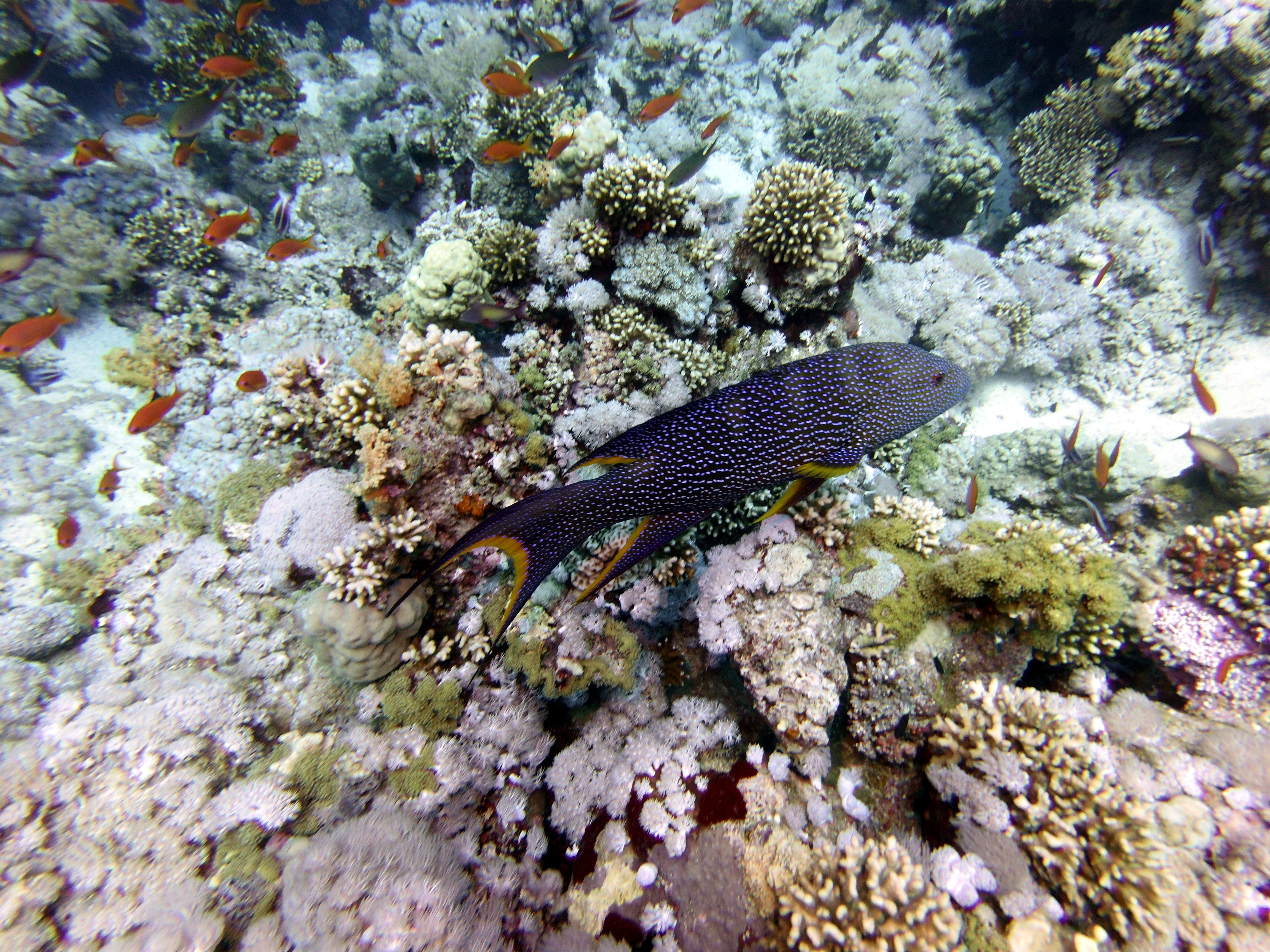 Jackson Reef