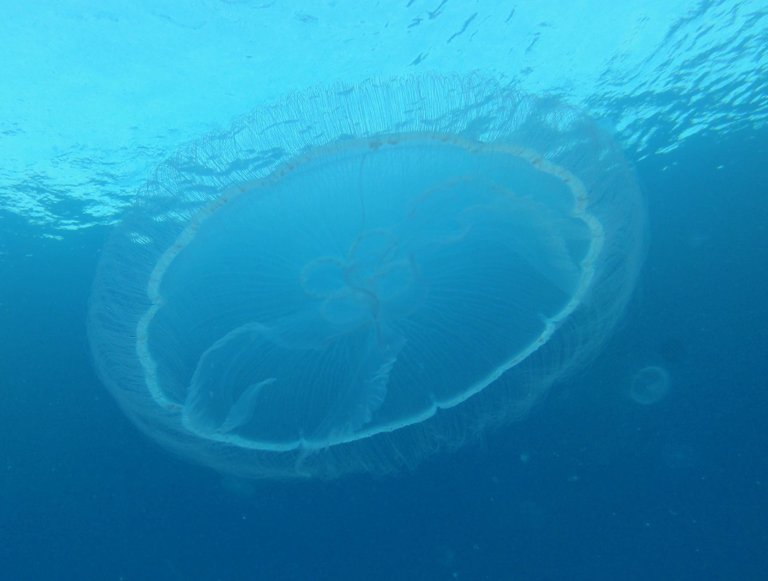 Jelly