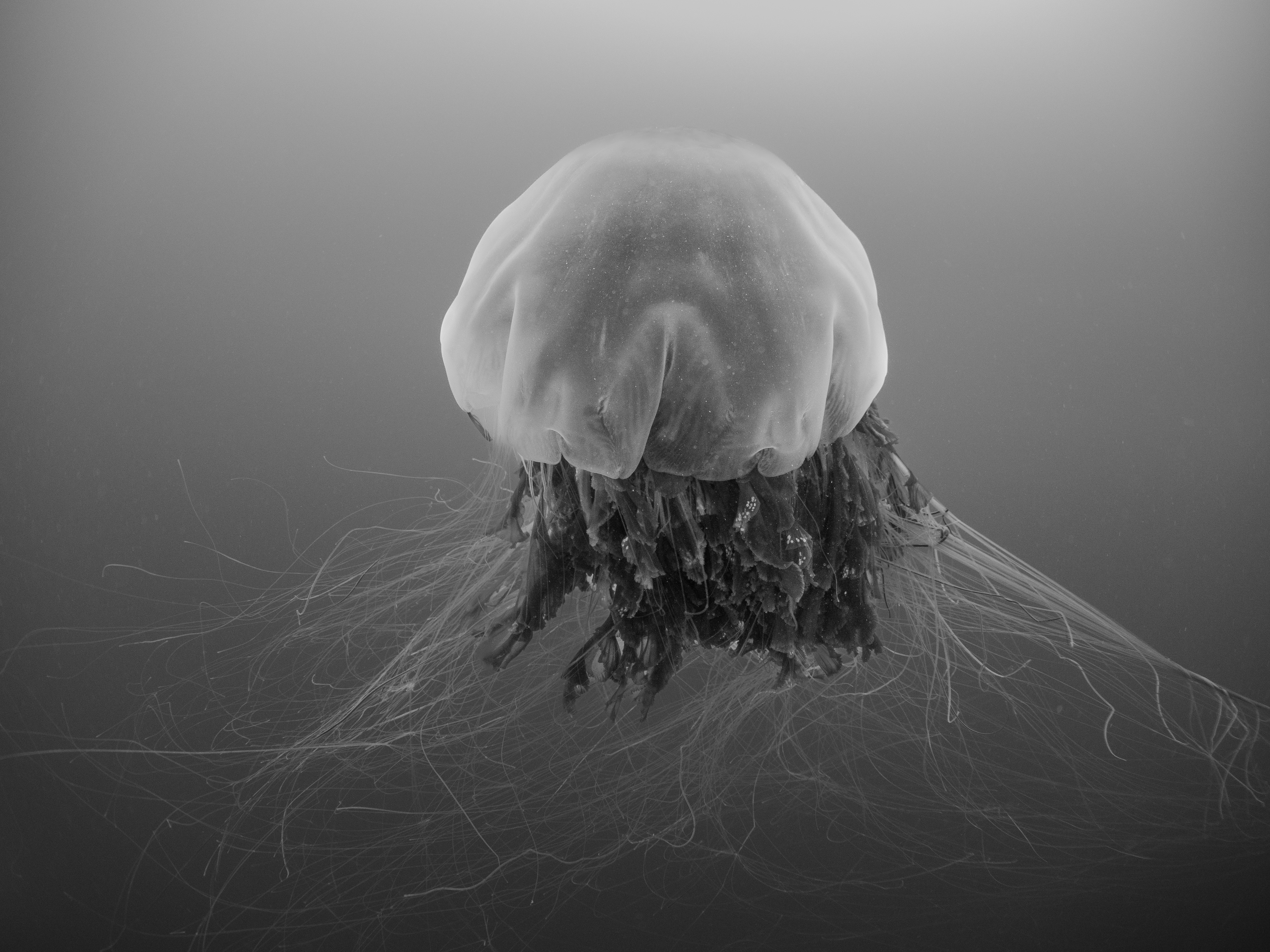 Jelly