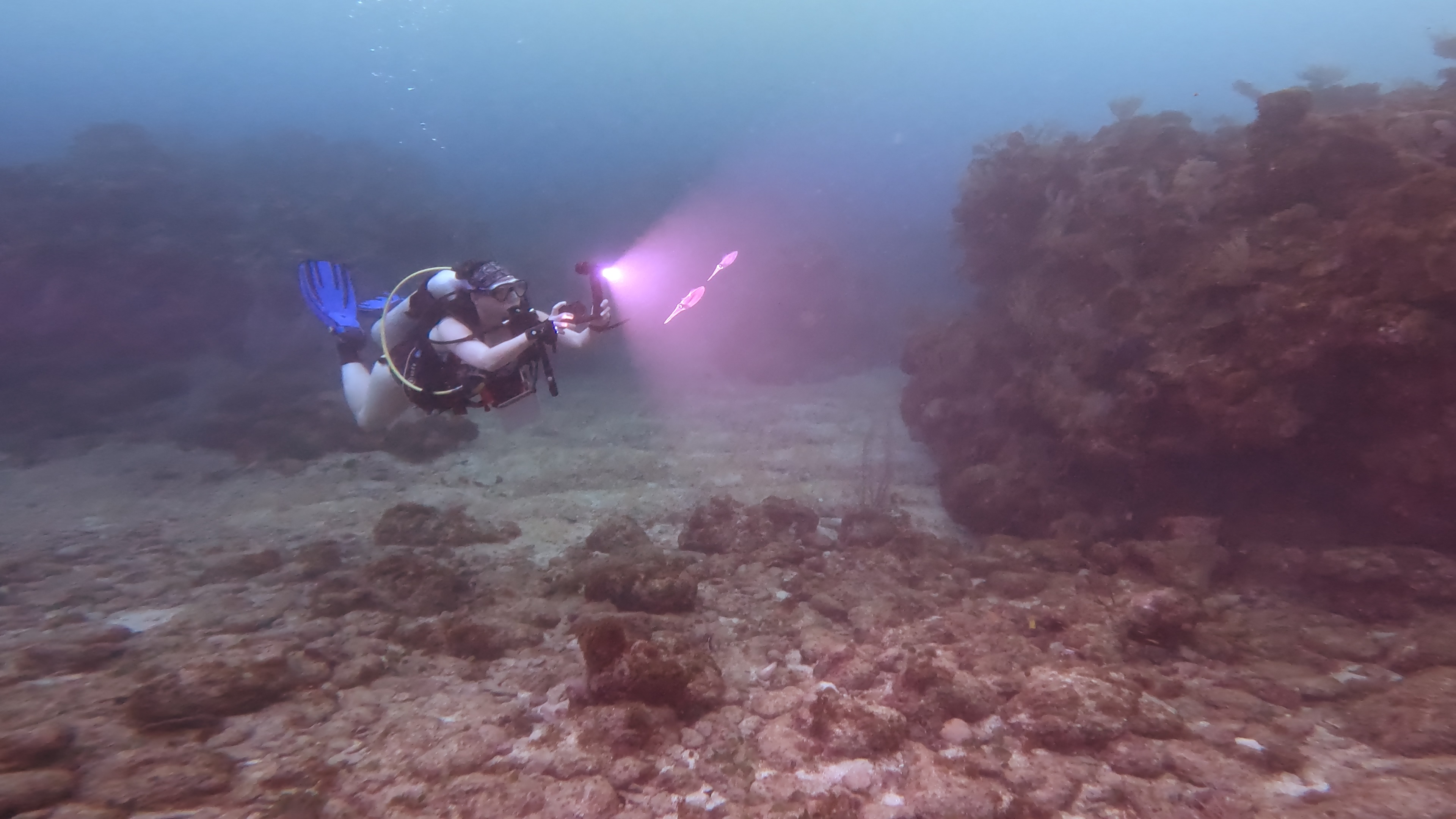 Jen and three Caribbean reef squid