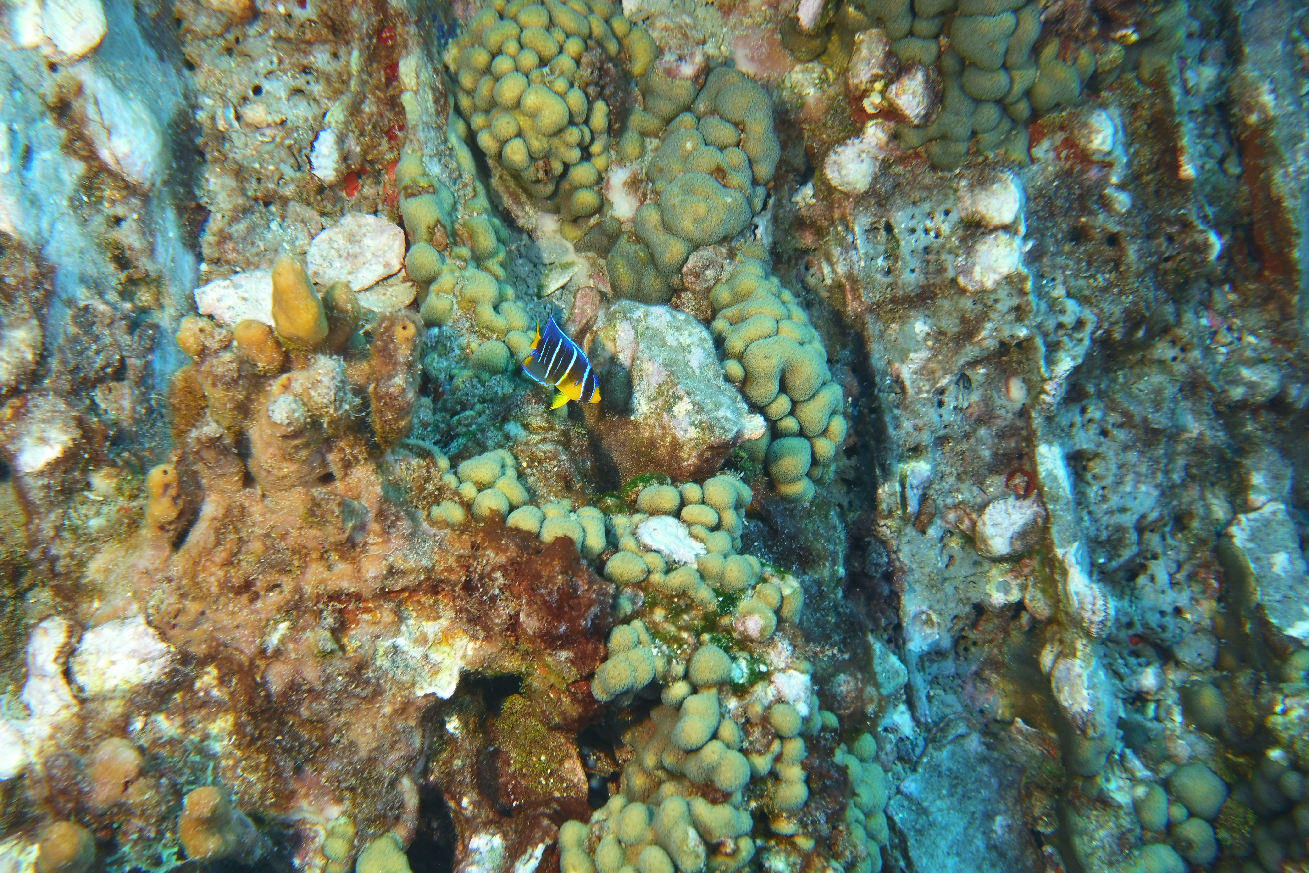 Juvenile angel fish on Stetson #1.