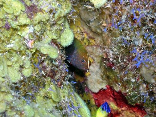 Juvenile Graysby