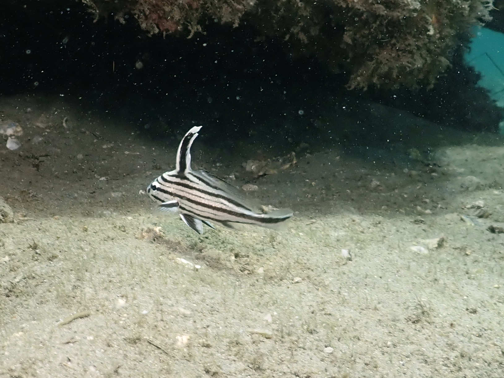 Juvenile Highhat