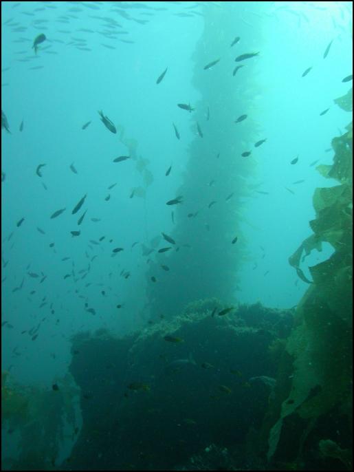 Kelp on Sunday