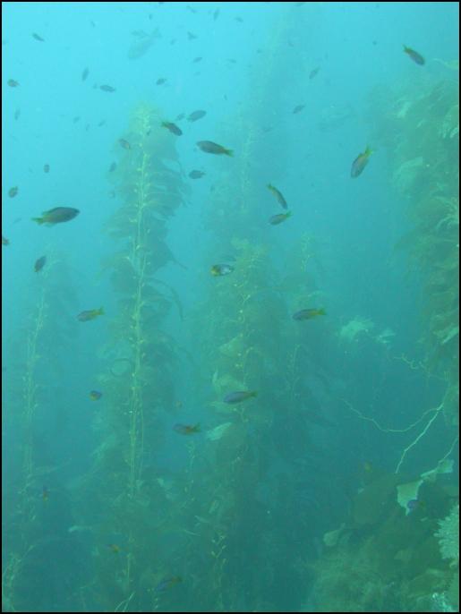 Kelp on Sunday