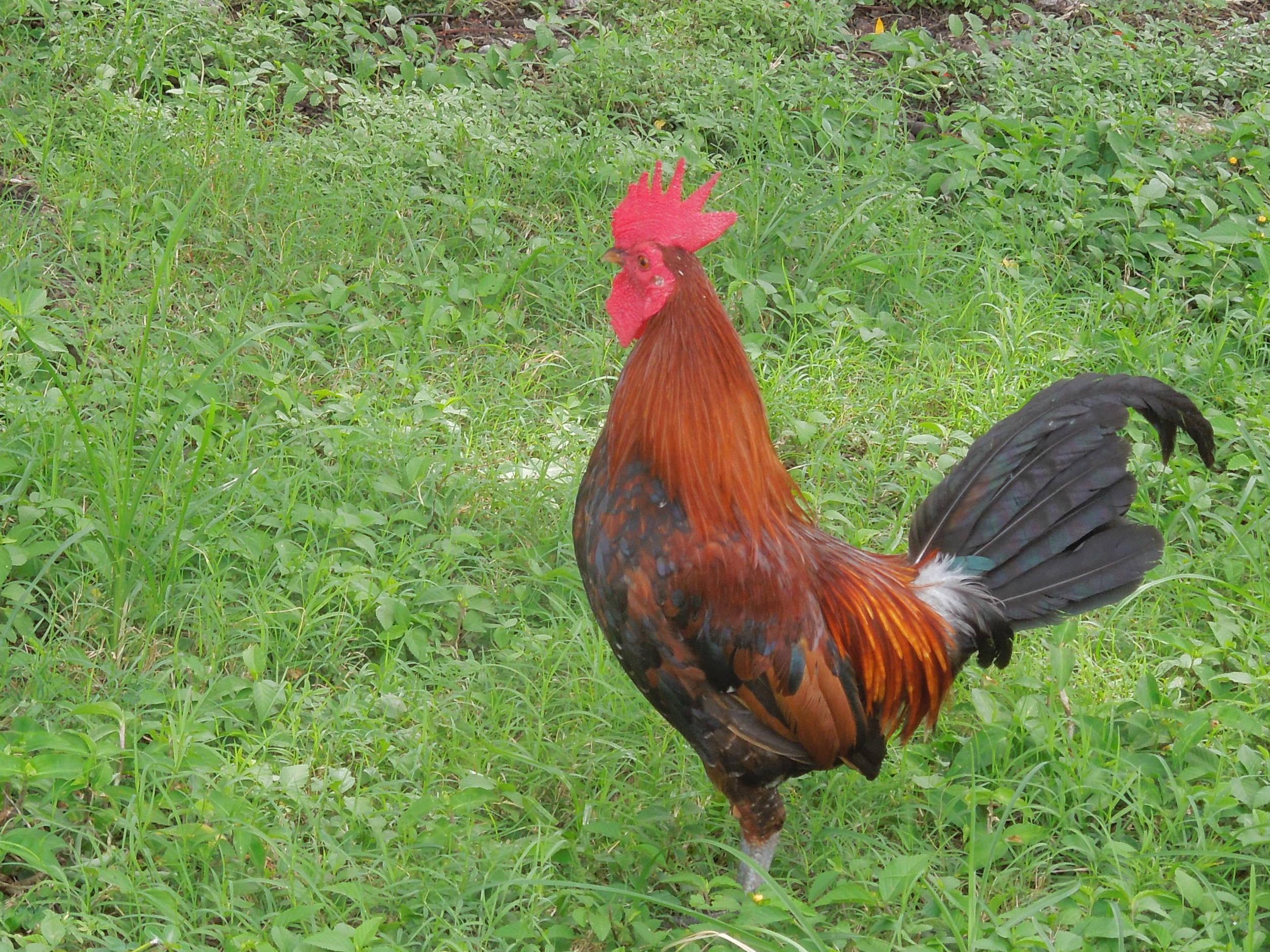 Key West rooster