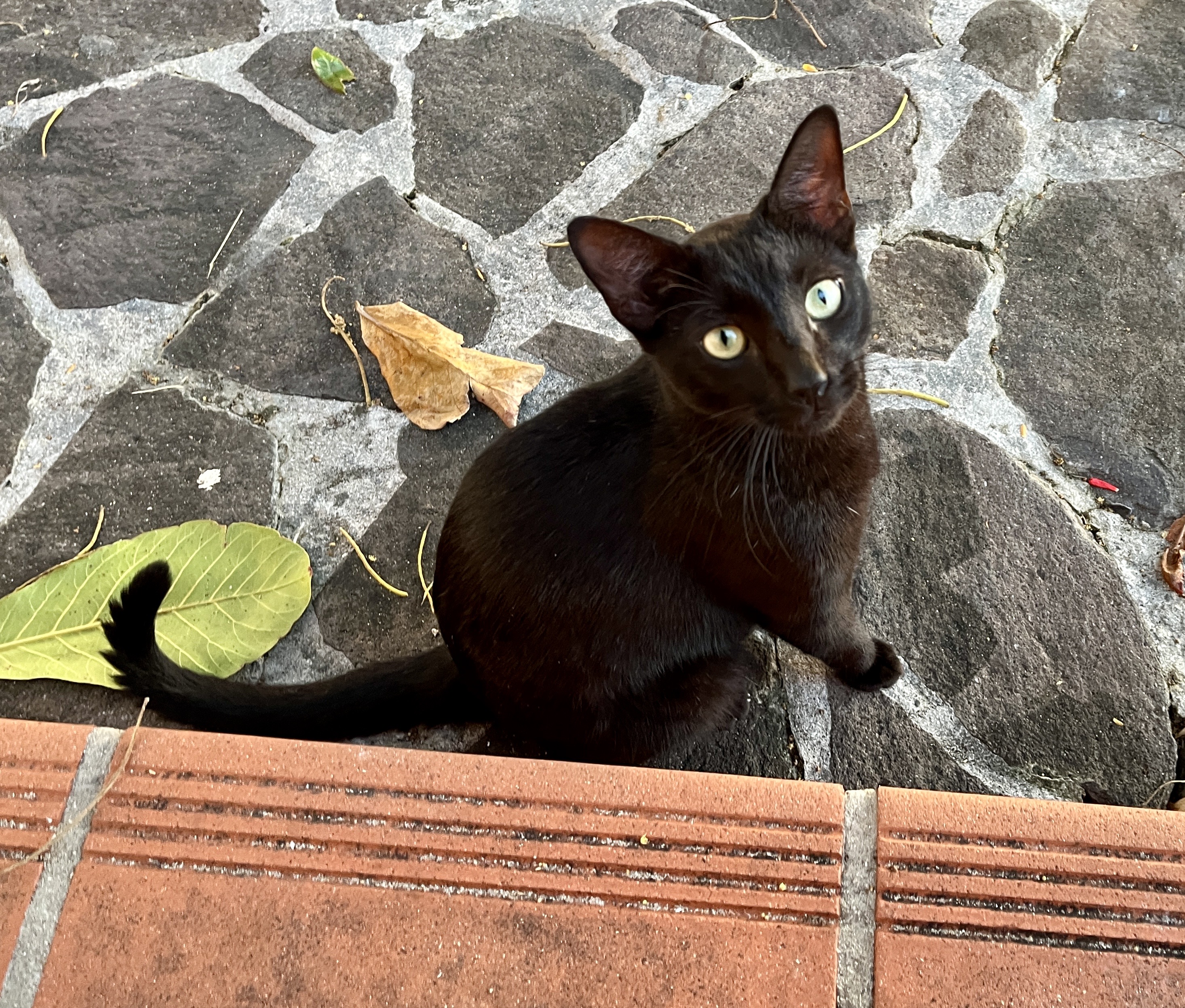 Kitty wants some too