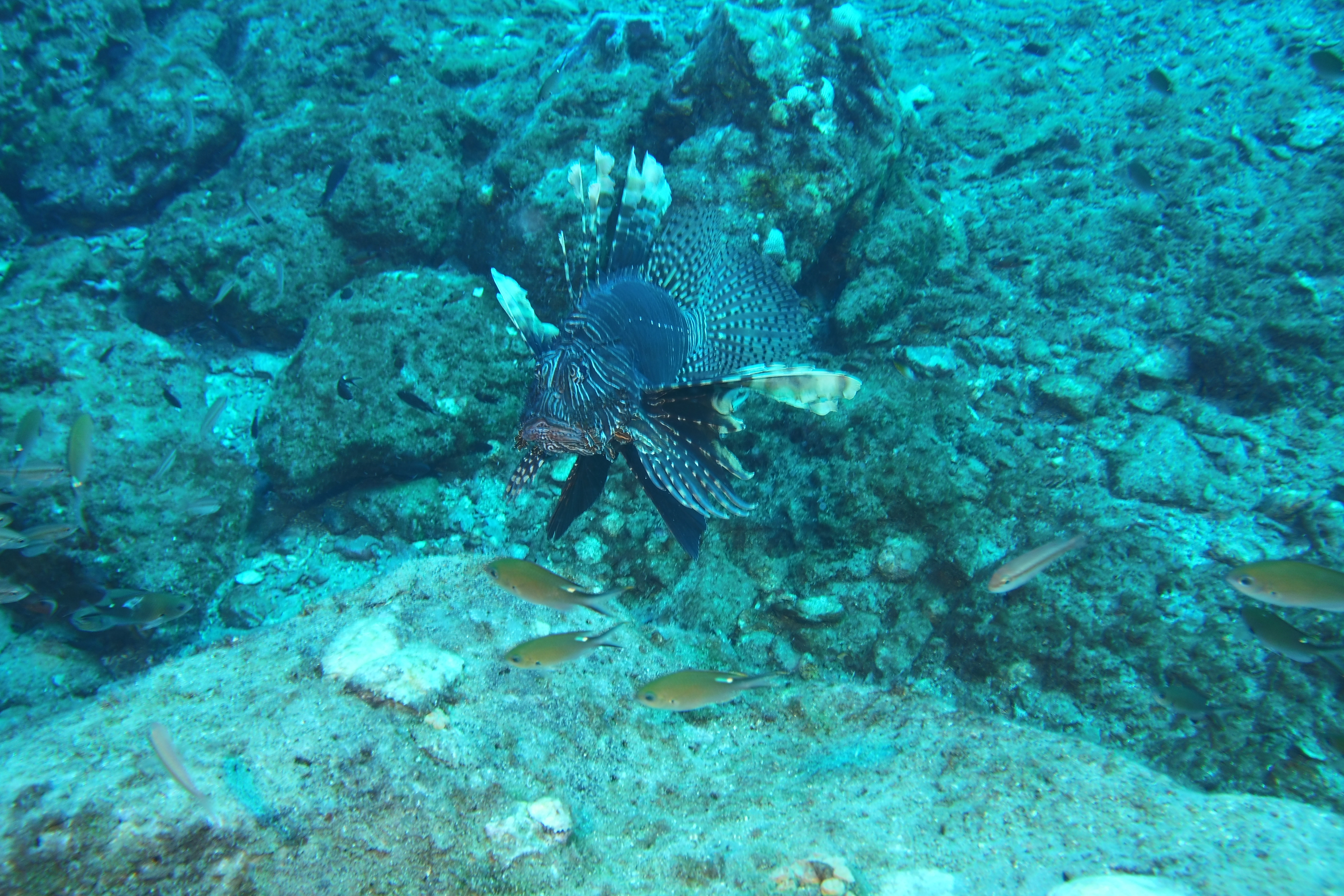 Large lionfish on Stetson #1.