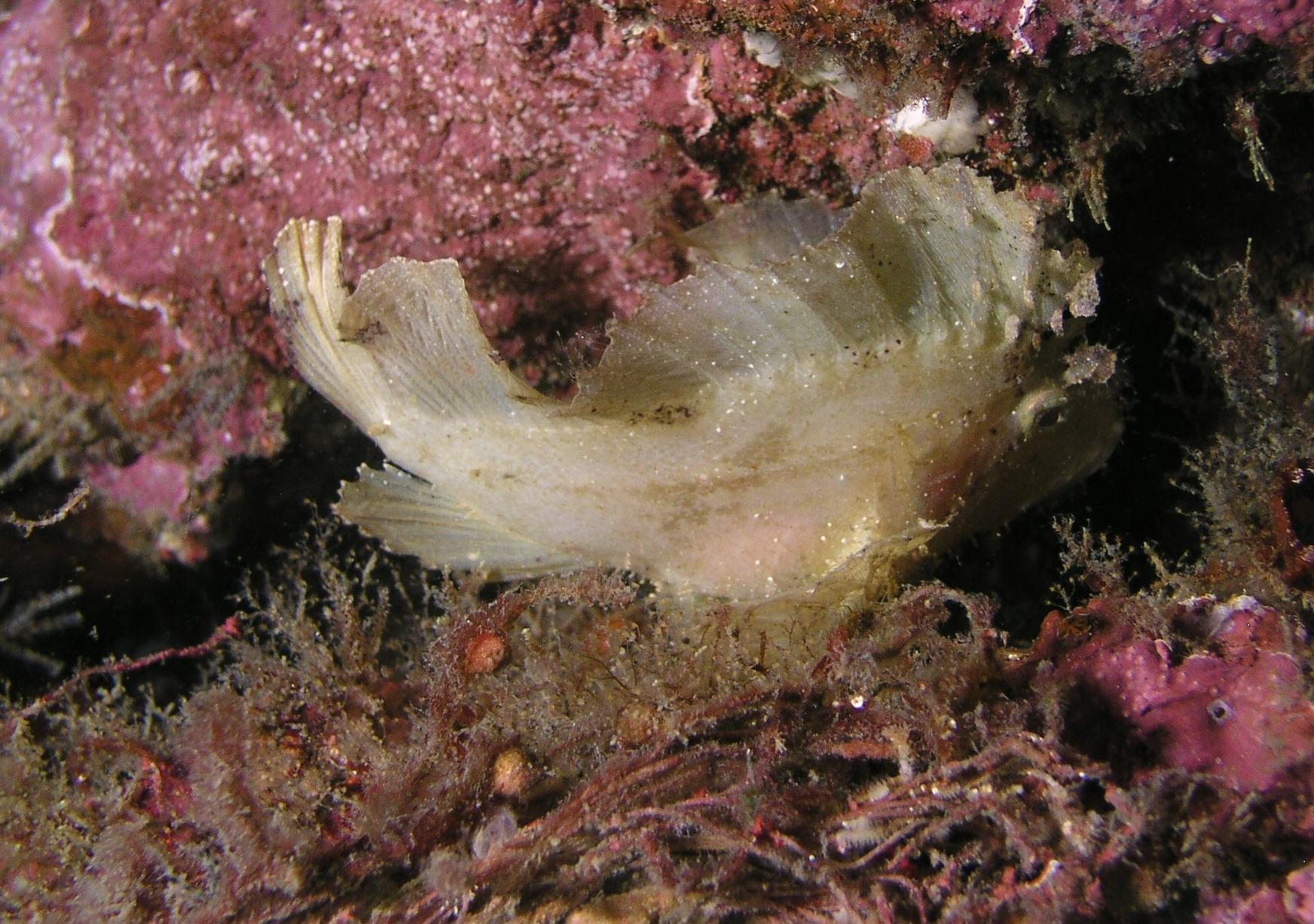 leaf fish