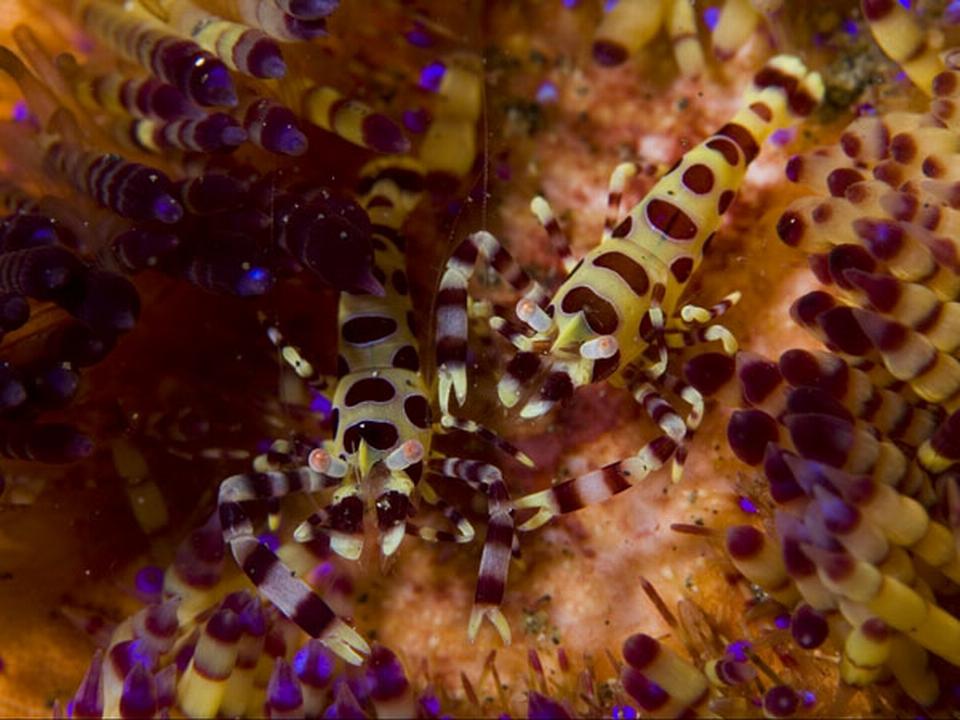 Lembeh Coleman Shrimp