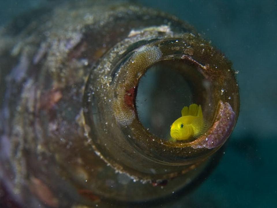 Lembeh Goby