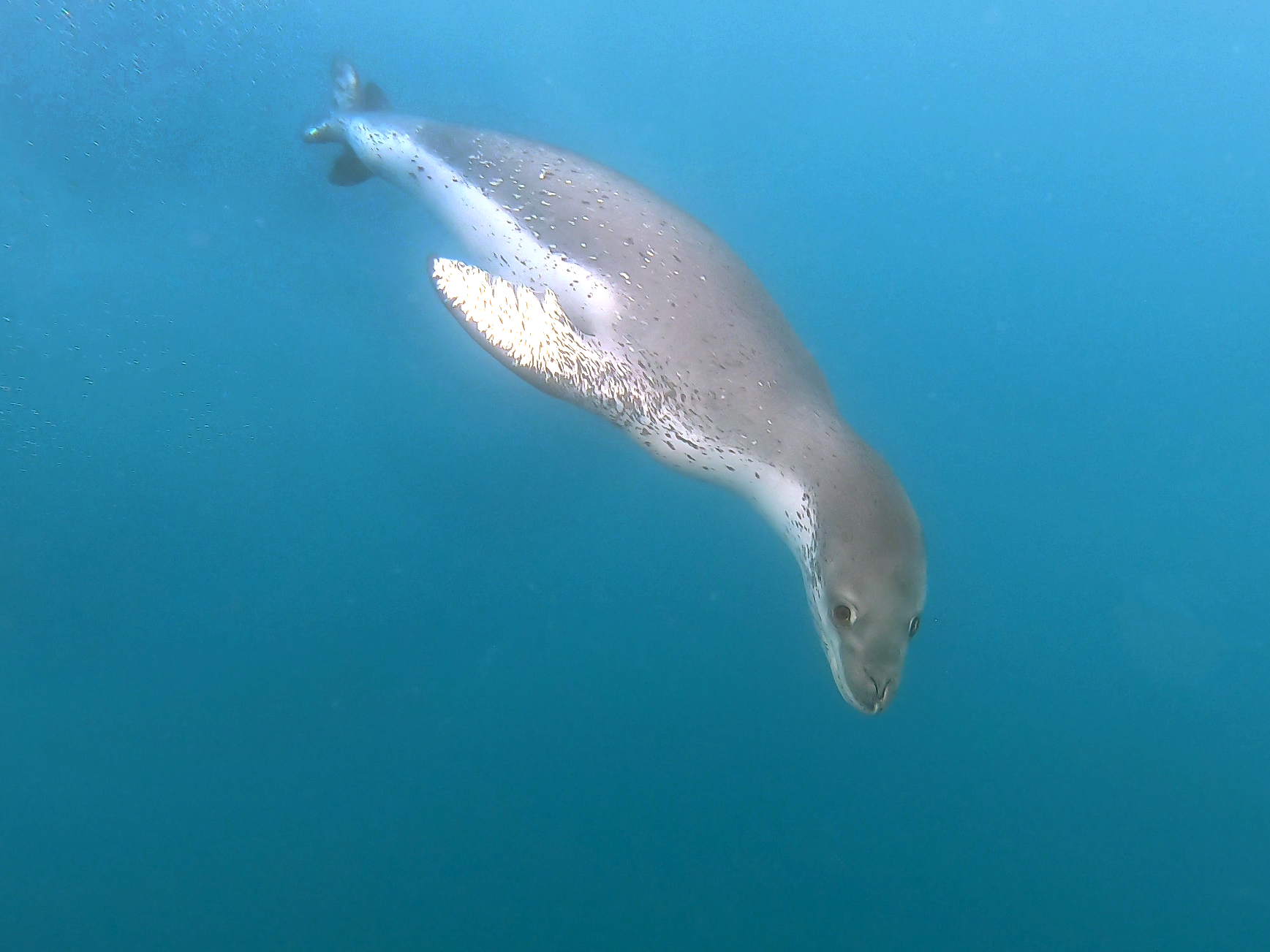 Leopard Seal
