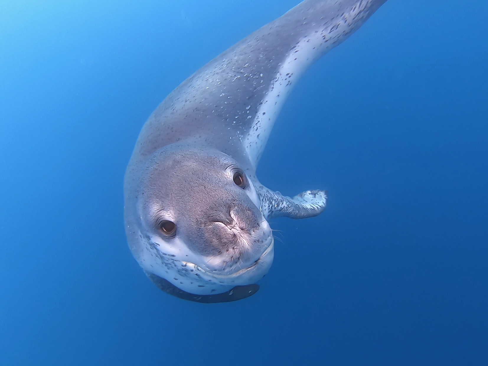 Leopard Seal
