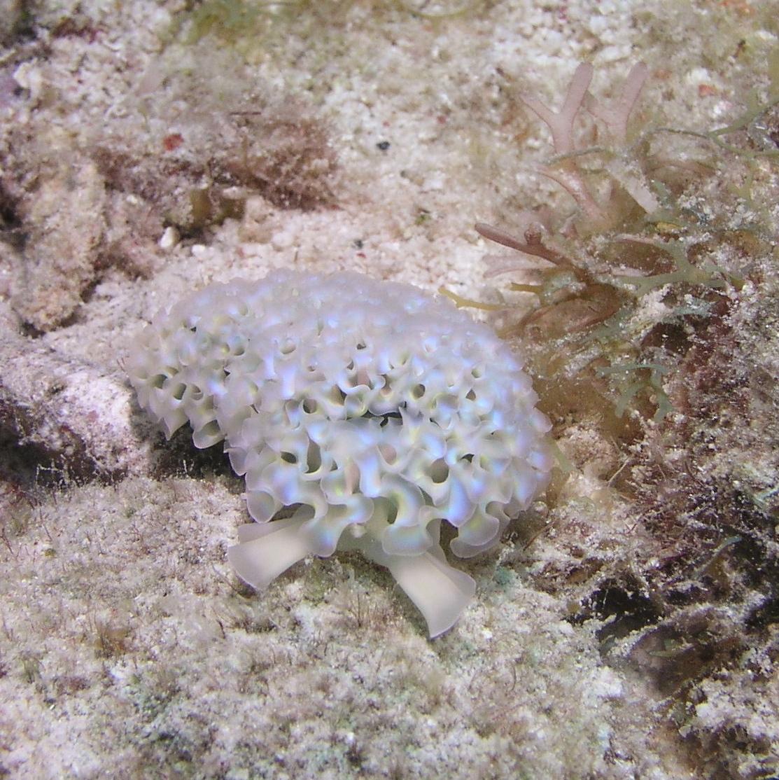 Lettuce sea slug