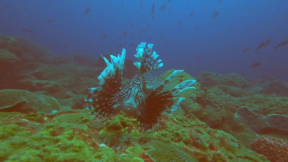 Lion Fish